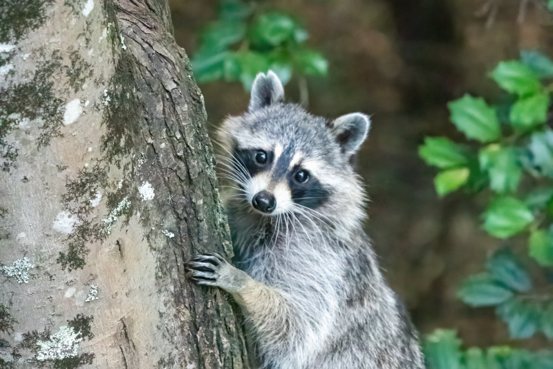 小浣熊是我们的地球上宝贵的财富,我们