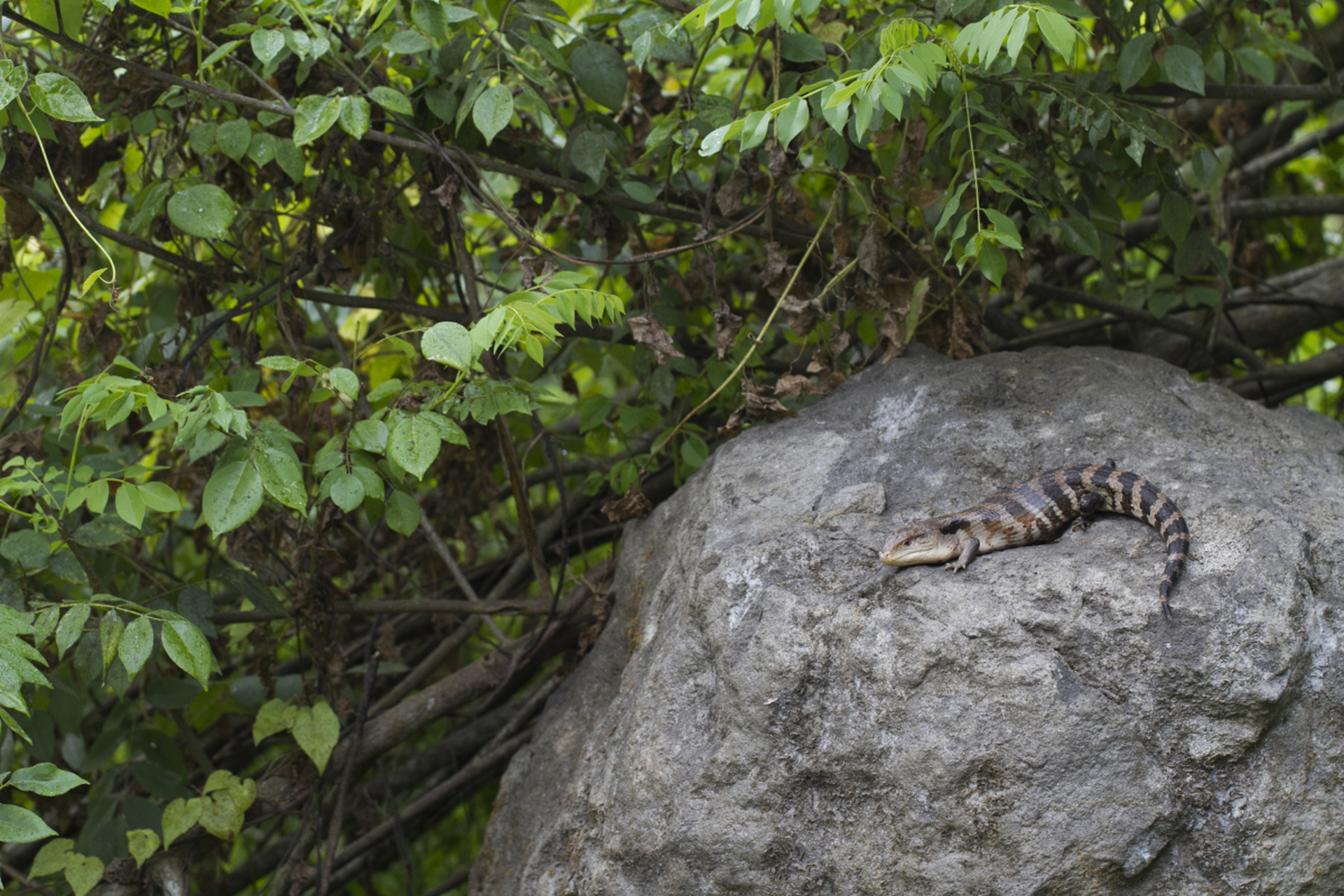 是我国独有,且仅在湖南莽山自然保护区分布的一种蛇类