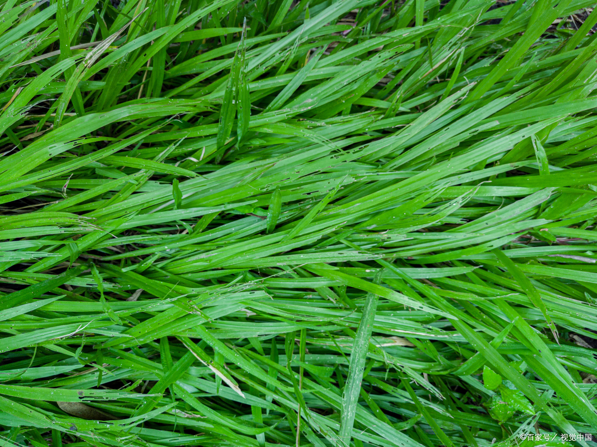 禾本科植物有哪些 以下是禾本科植物主要分类及常见种