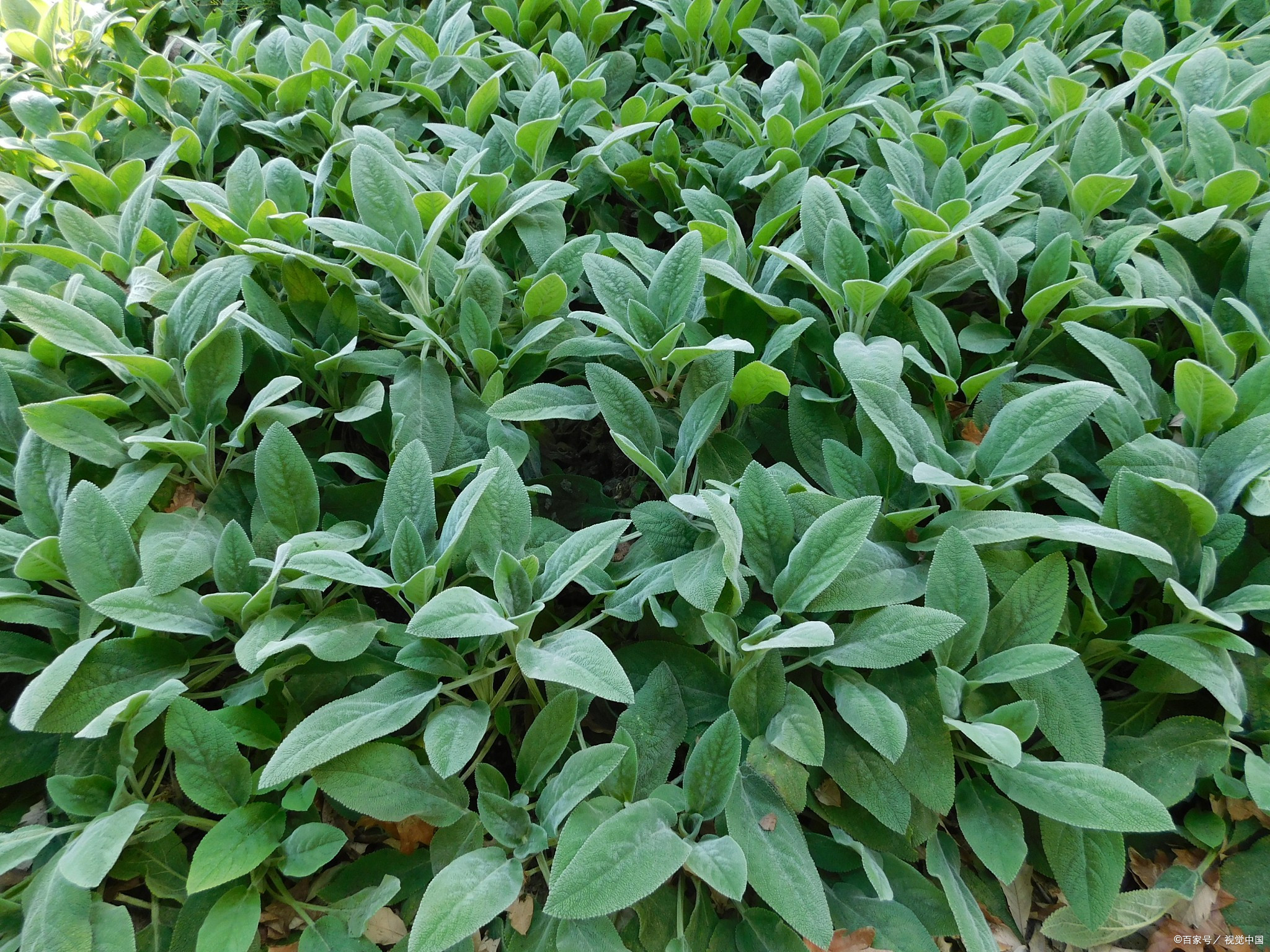 甜叶菊图片 种植图片