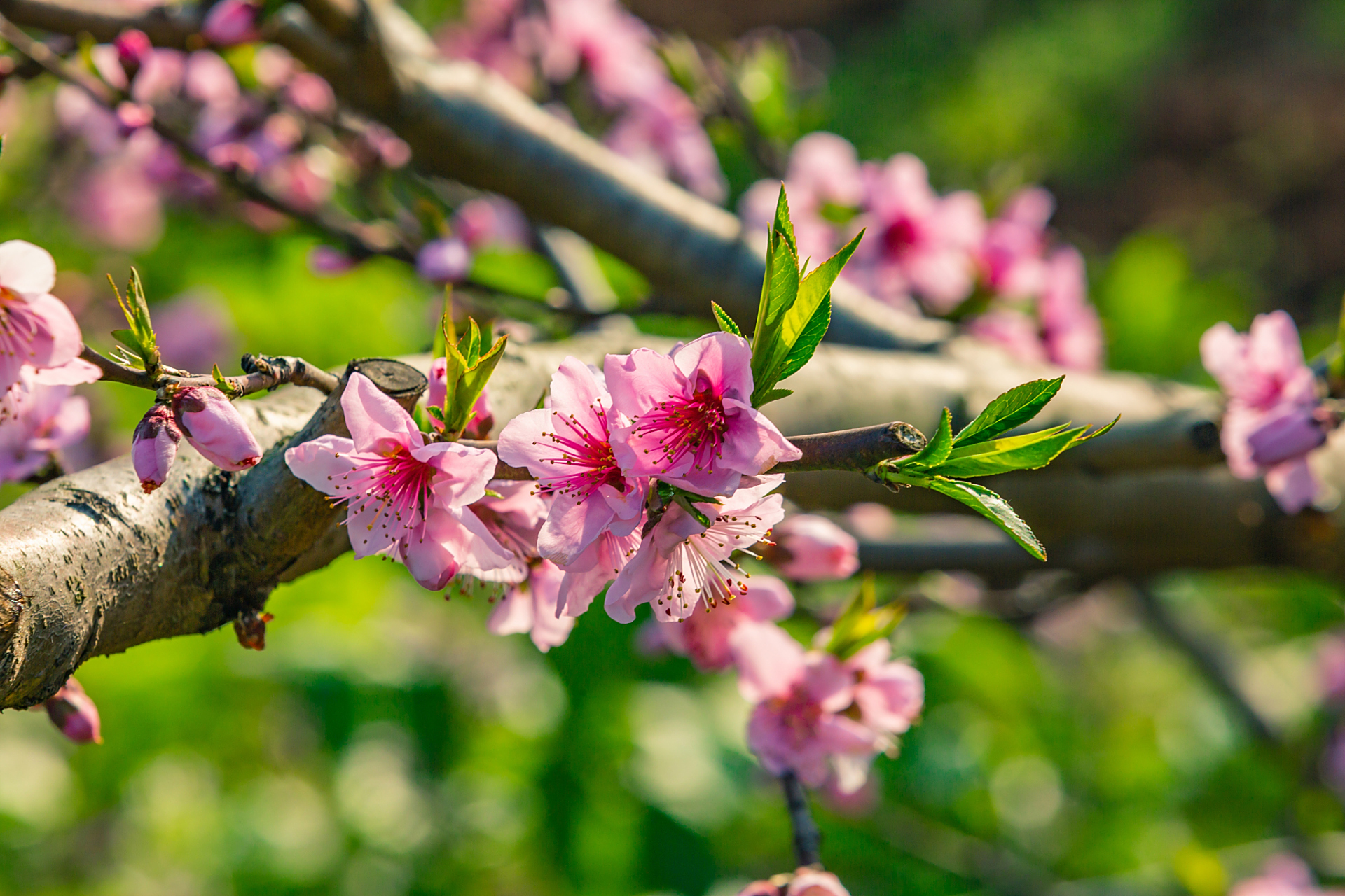 桃花一般在春季开花,具体时间在每年的3月至6月之间.
