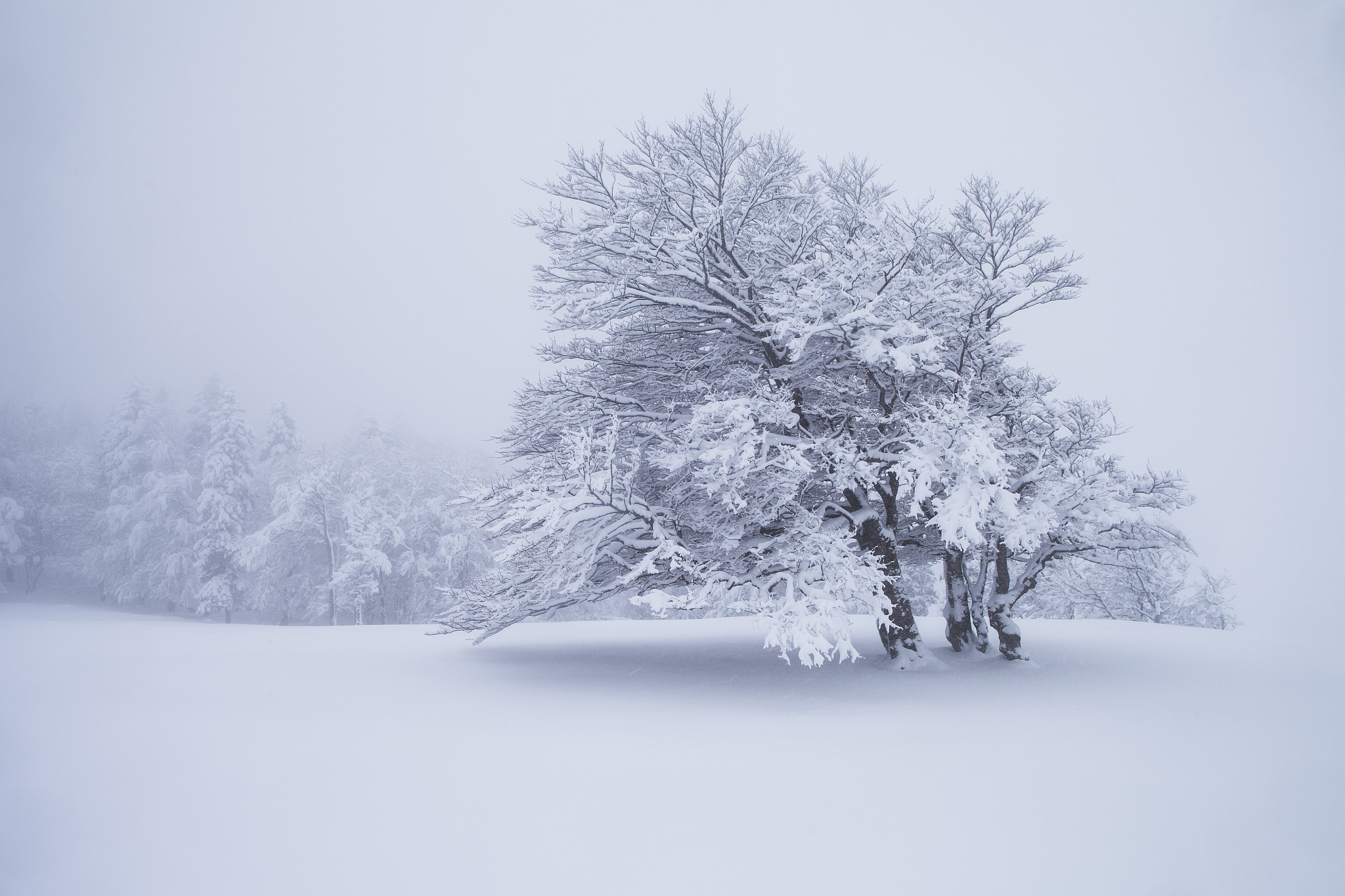 大雪纷飞唯美图片图片