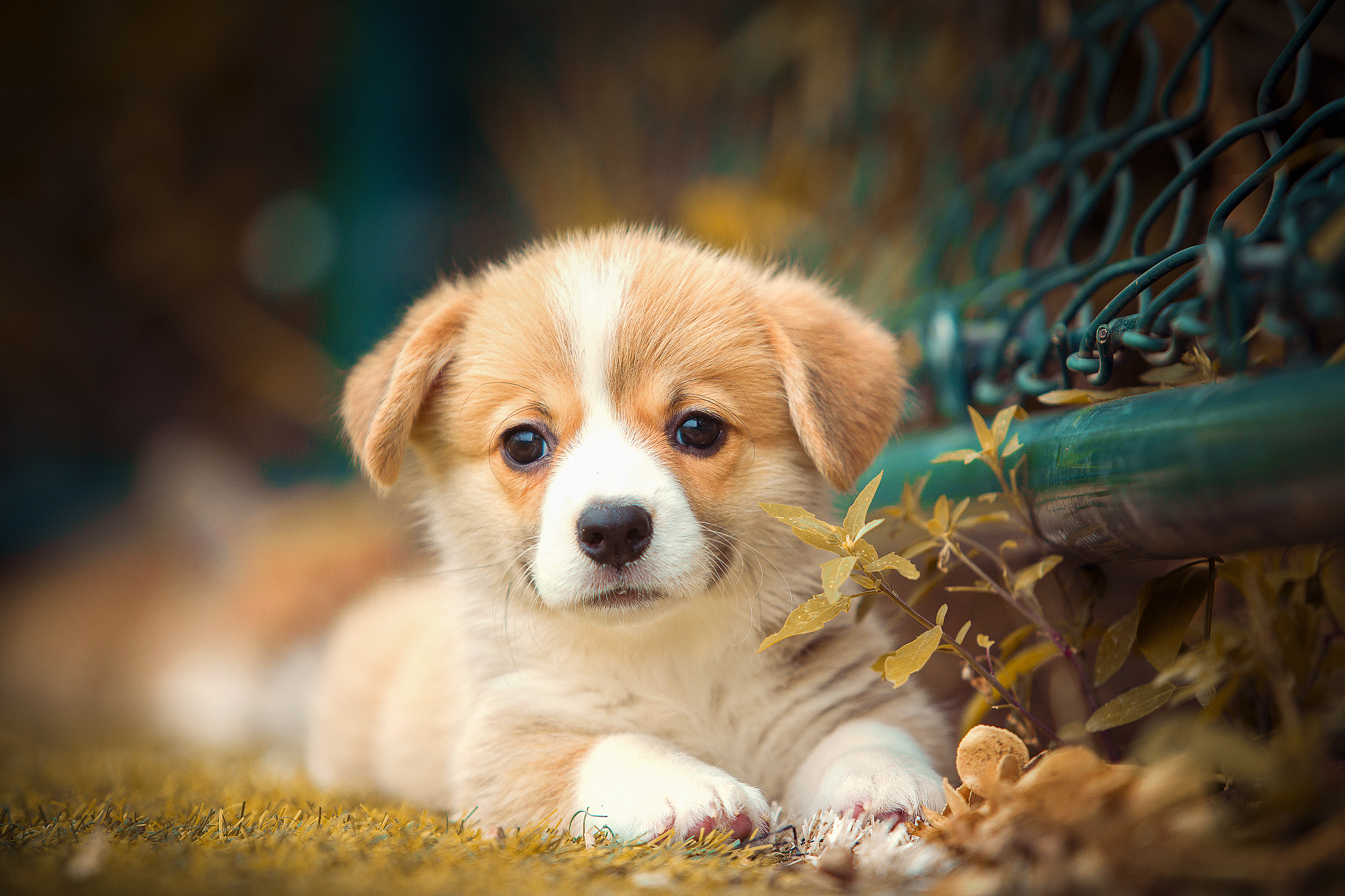 快看兽医,用驱蟲药.