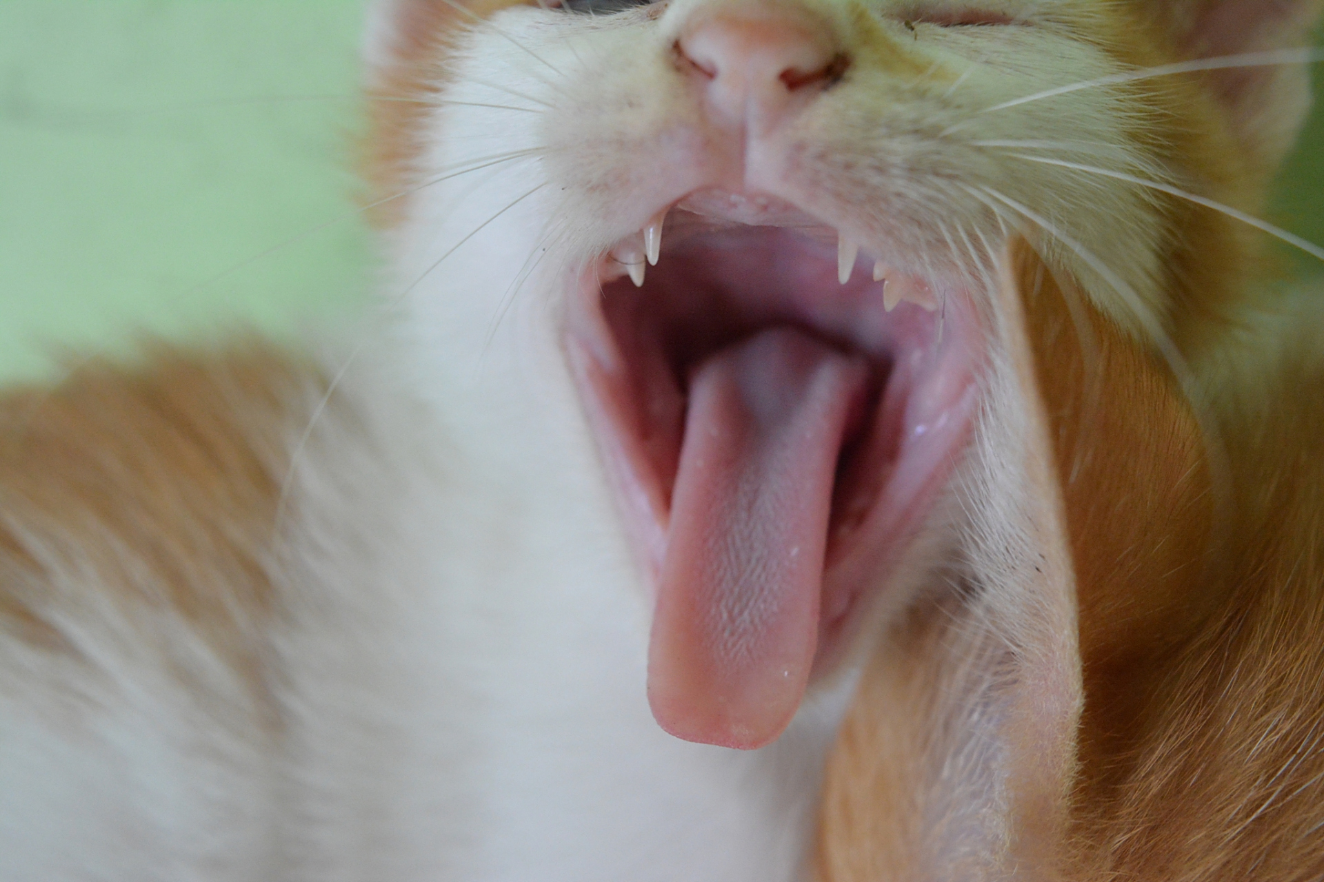 猫的舌头上长满了一层角质倒刺,这方便它们舔舐毛发以及猎物骨头上的