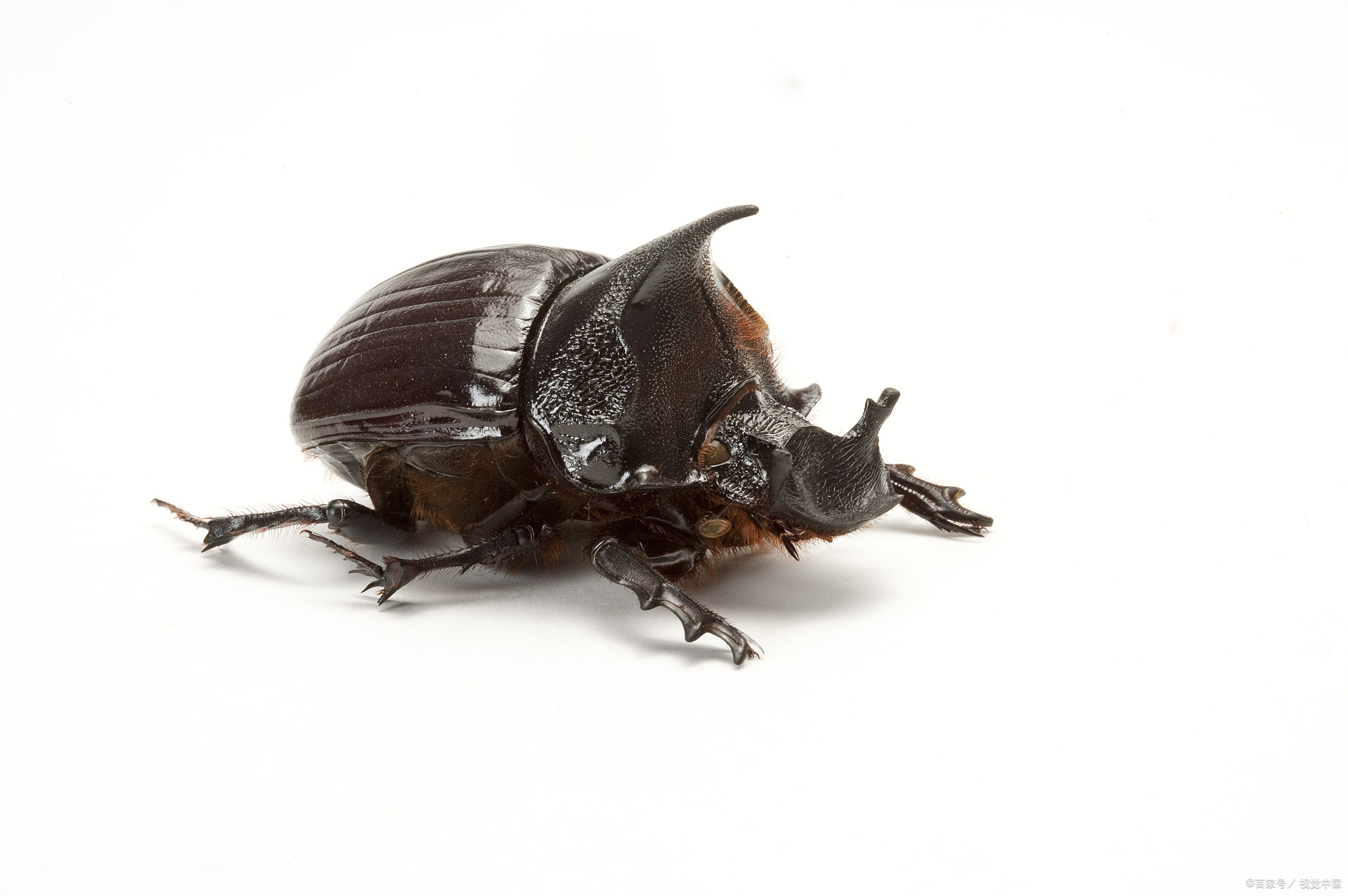 独角仙生长环境介绍,独角仙:生长在自然环境中的奇特生物