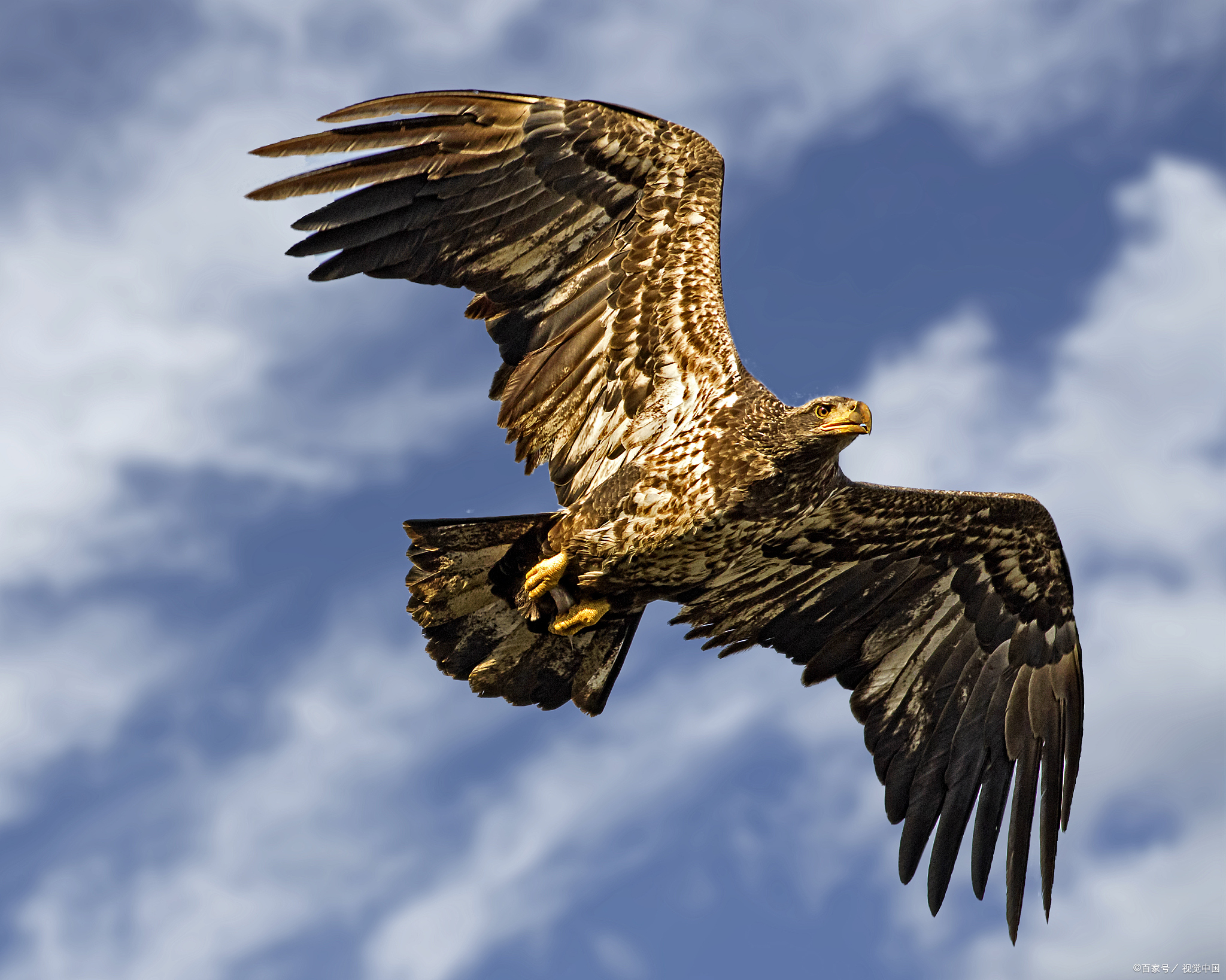 雕和鹰哪个厉害点?