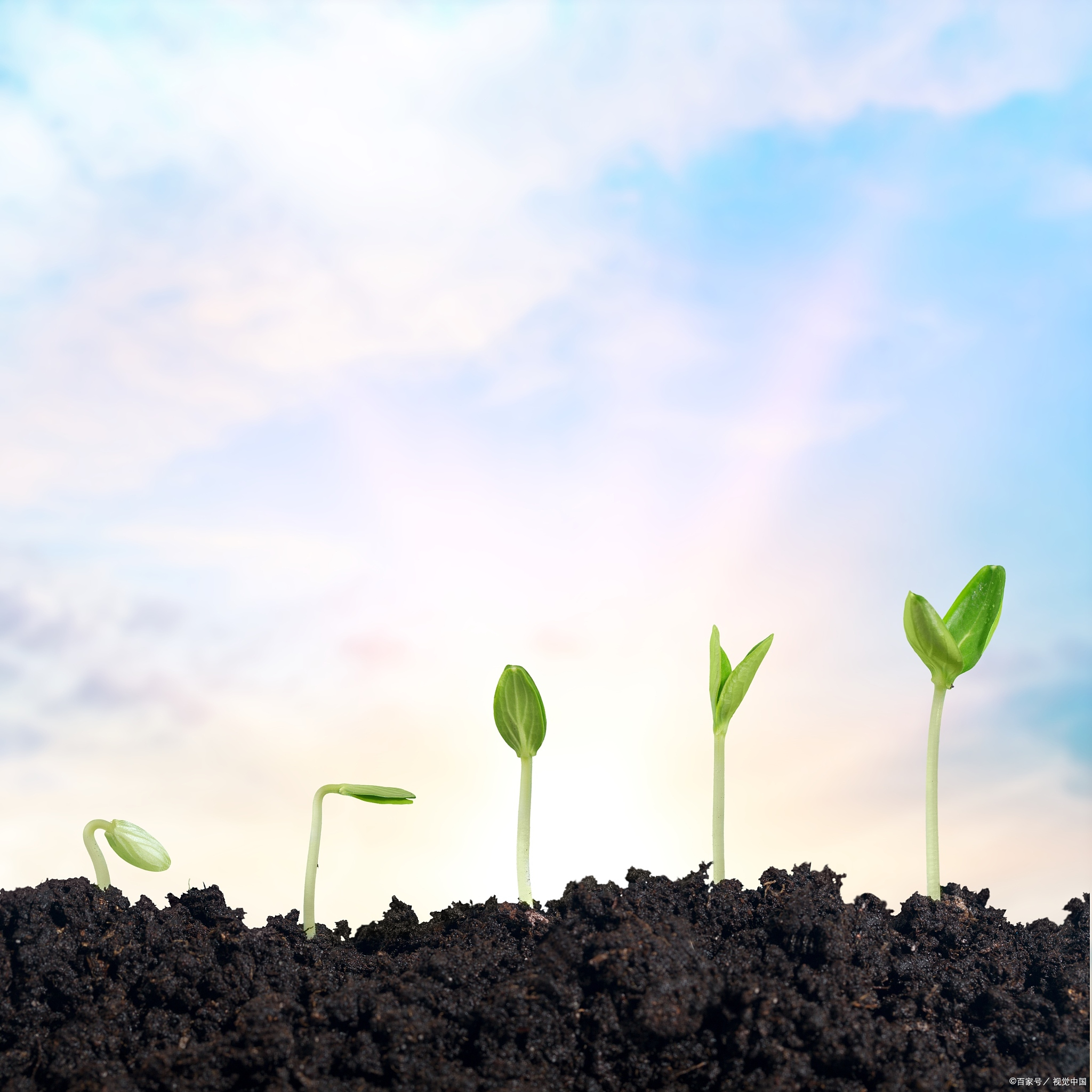 为你捧起世界的美好:爱的细腻与温暖