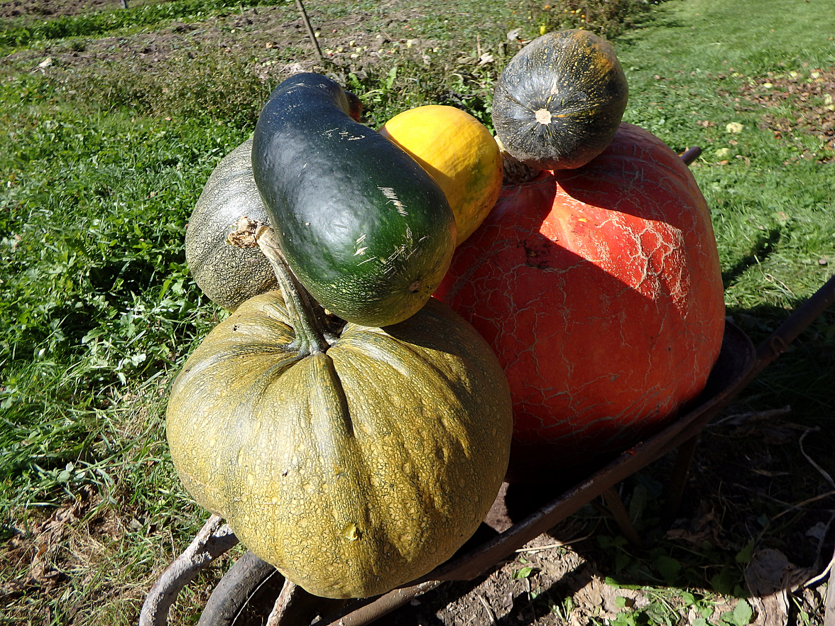 南瓜在部分地区被俗称为窝瓜,番瓜,饭瓜,番南瓜等,是一种蔓生草本植物