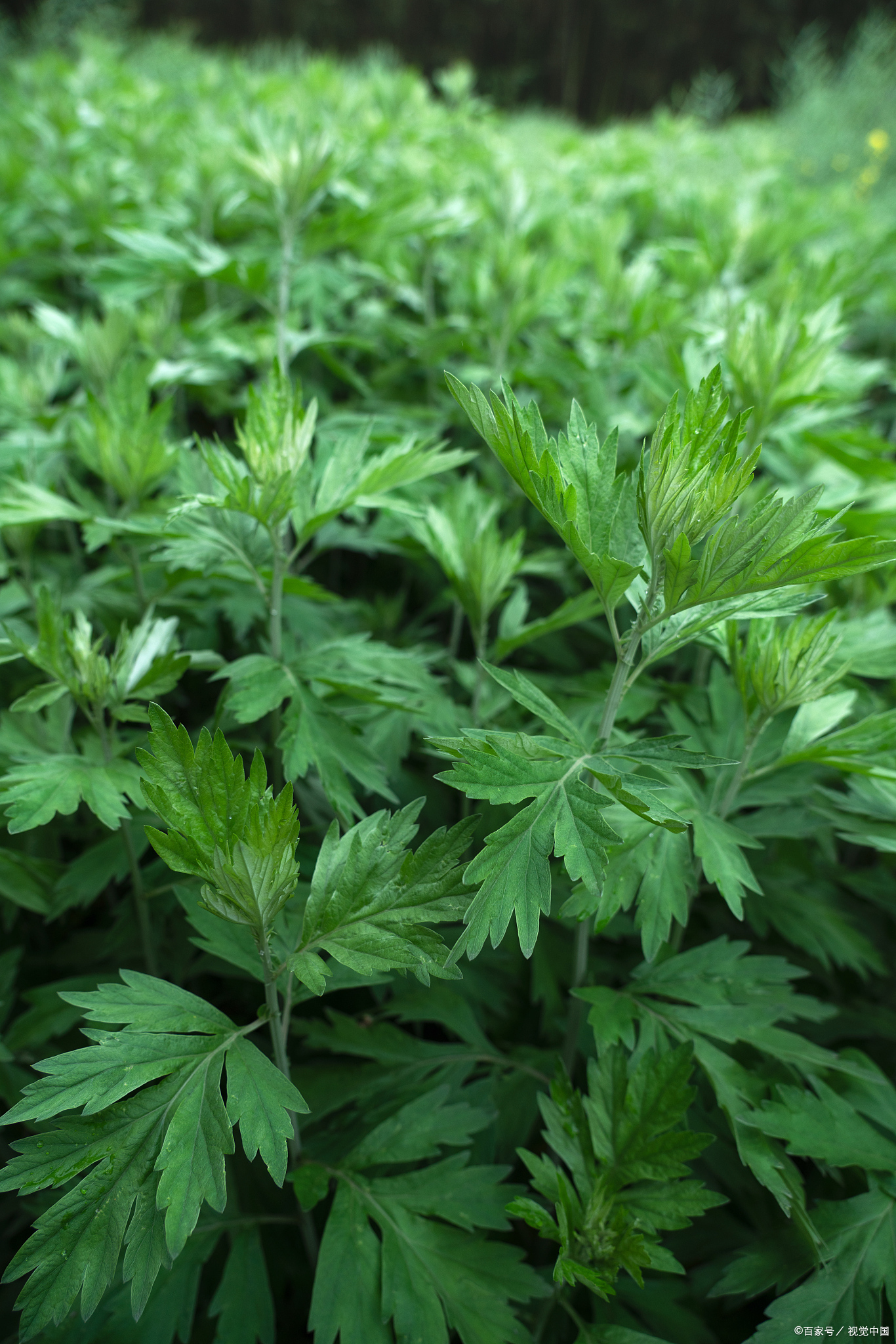 南阳市卧龙区技术有支撑艾草产业兴