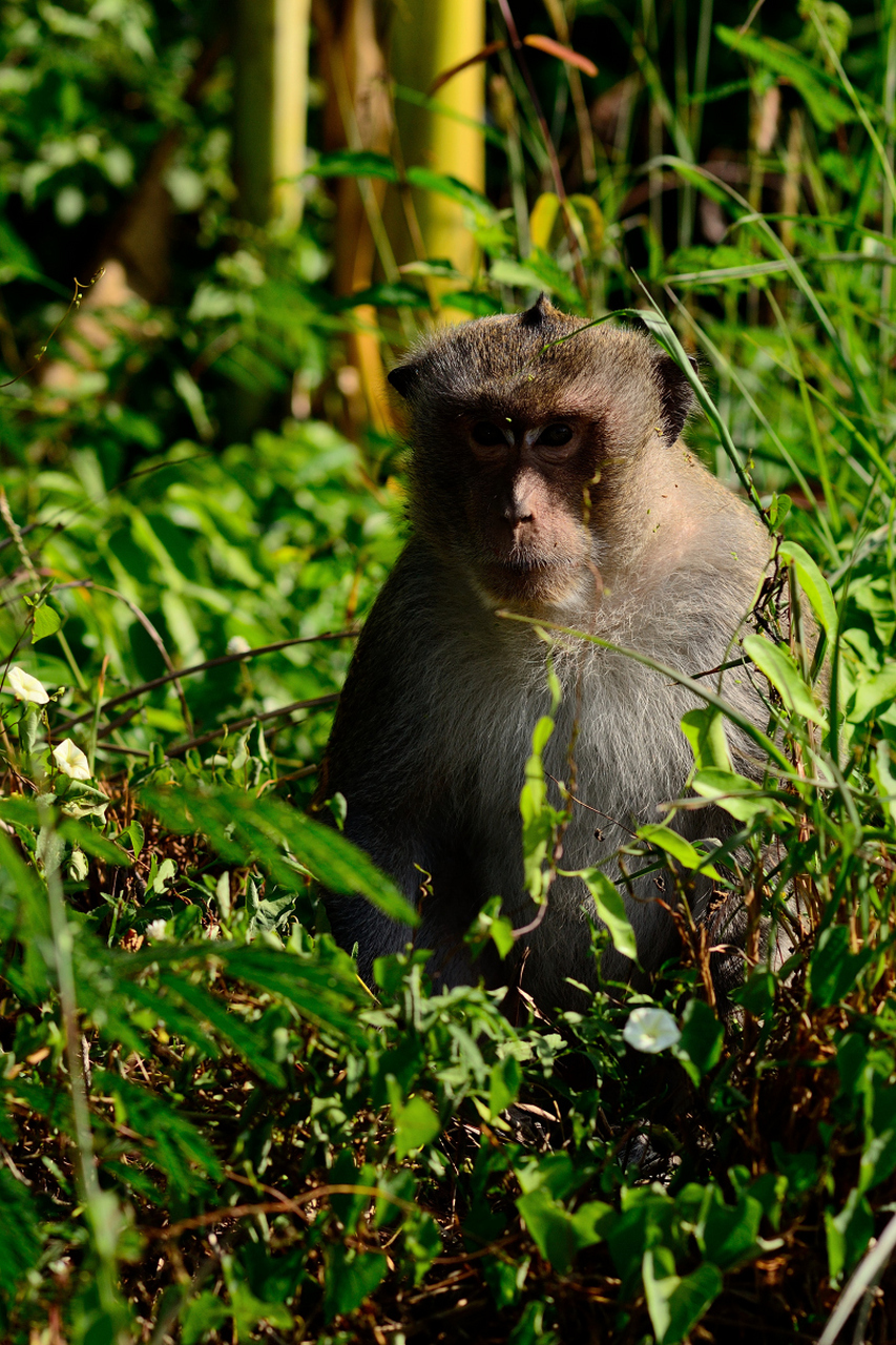 云南猴子生啃见手青!网友惊呼:野生贝爷上线,别中毒啊!