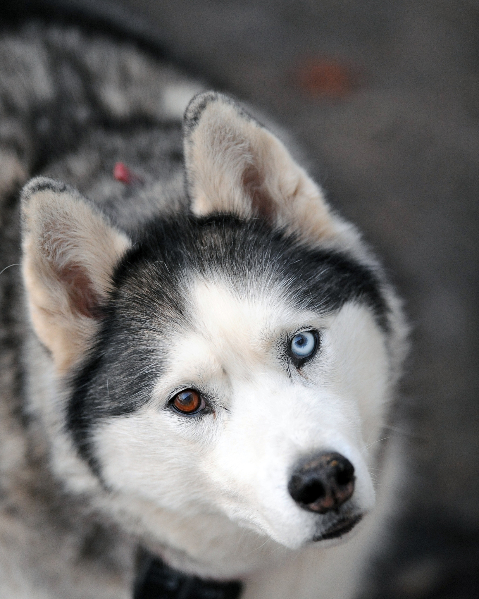 尼泊尔野鸡,被称为鸟中"哈士奇",见到人类就鞠躬,还会拔羽毛