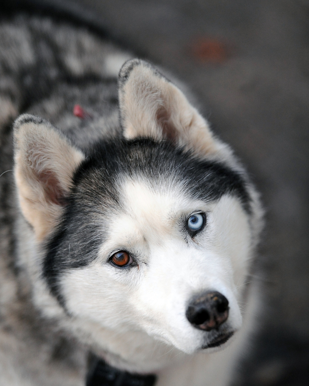 哈士奇是北方寒冷雪地的使者,蓝眼睛,雪橇犬和雪狼的后代,凭借力量
