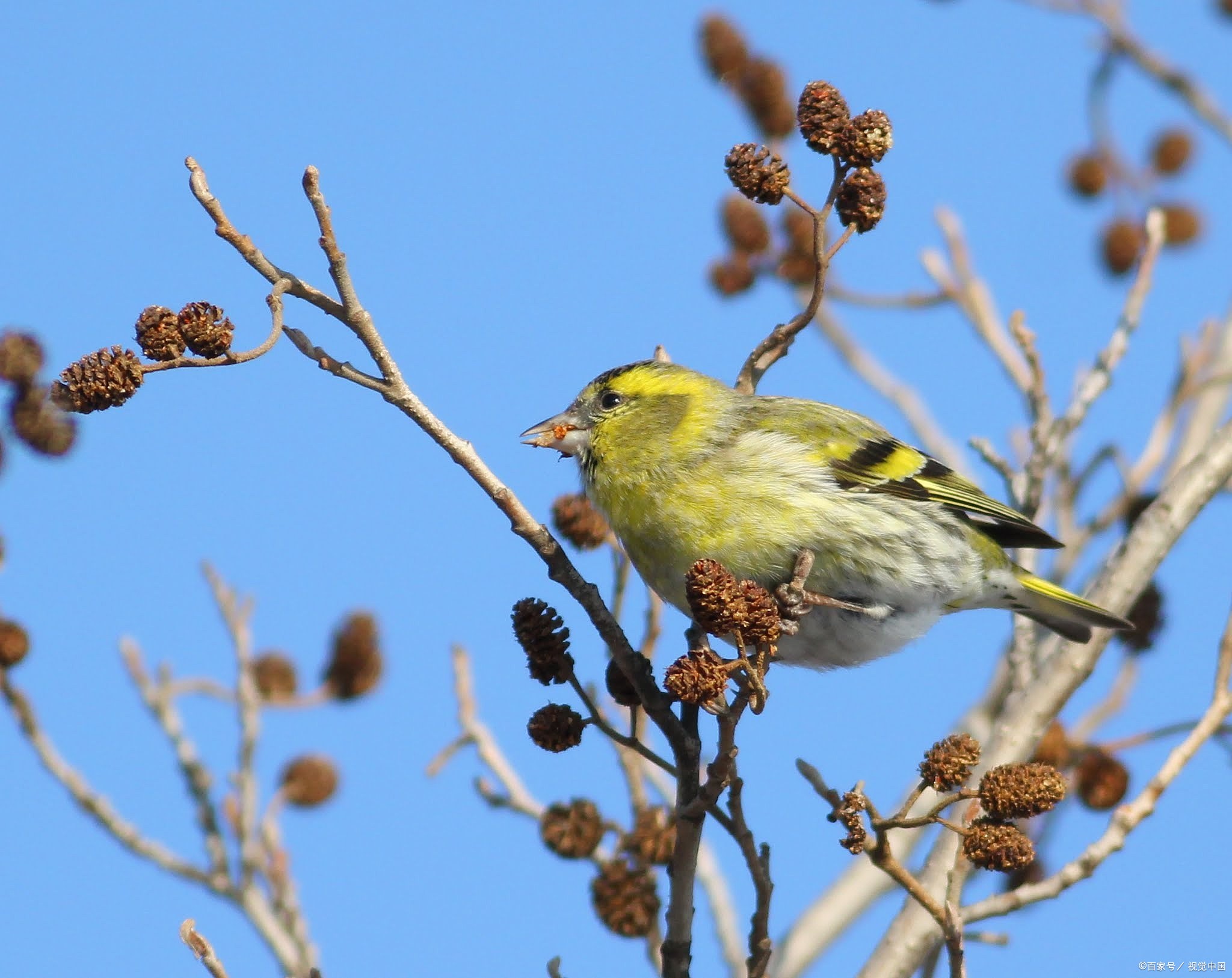 黄雀是一种受欢迎的鸟类,其悦耳的叫声能够给人们带来愉悦和放松的