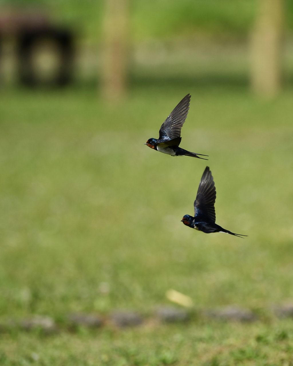 「小燕子把我们遗忘了吗?」"落花人独立,微雨燕双飞.