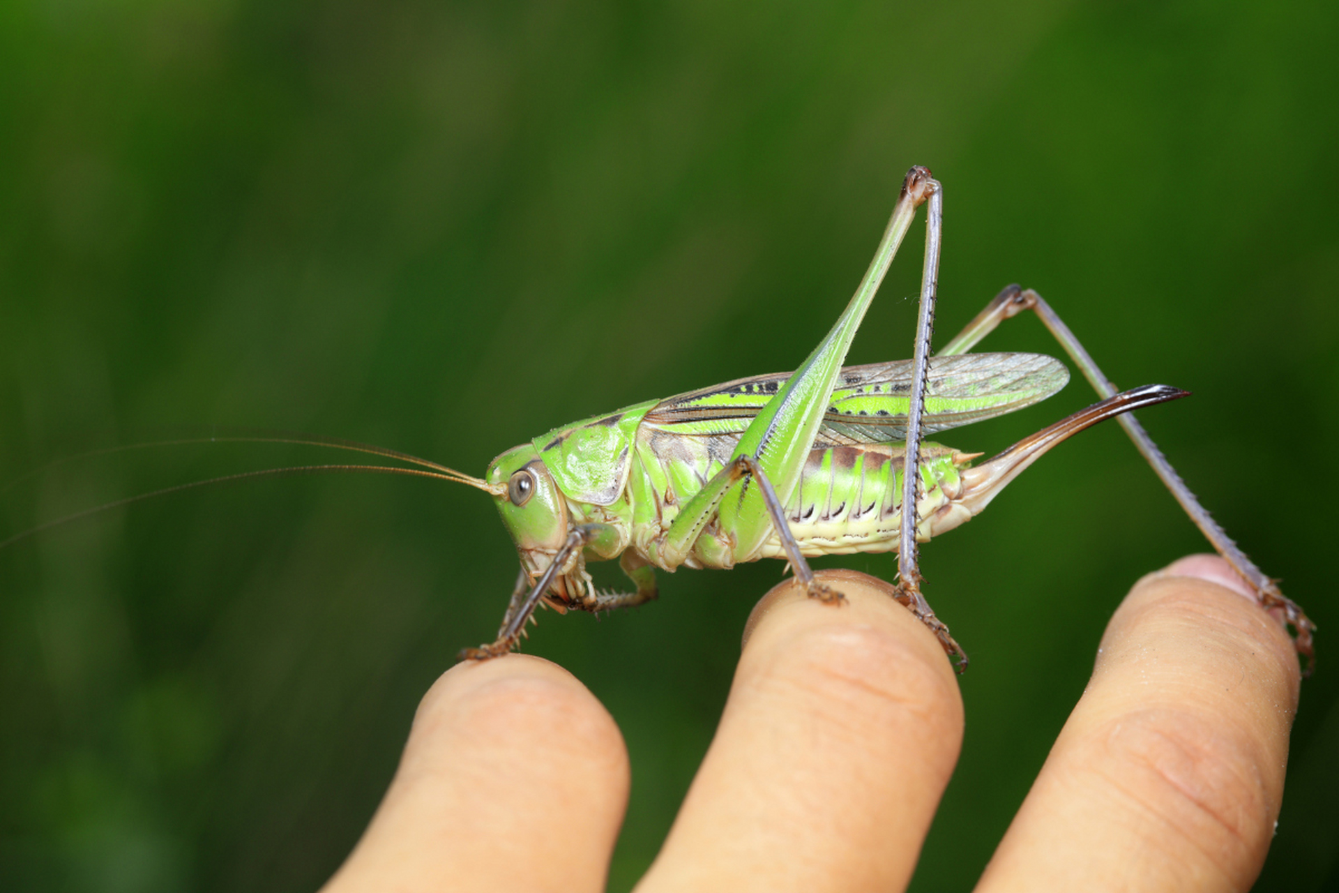 蝈蝈是直翅目螽斯科的昆虫,具有跳跃和鸣叫能力,生活在草地,森林和