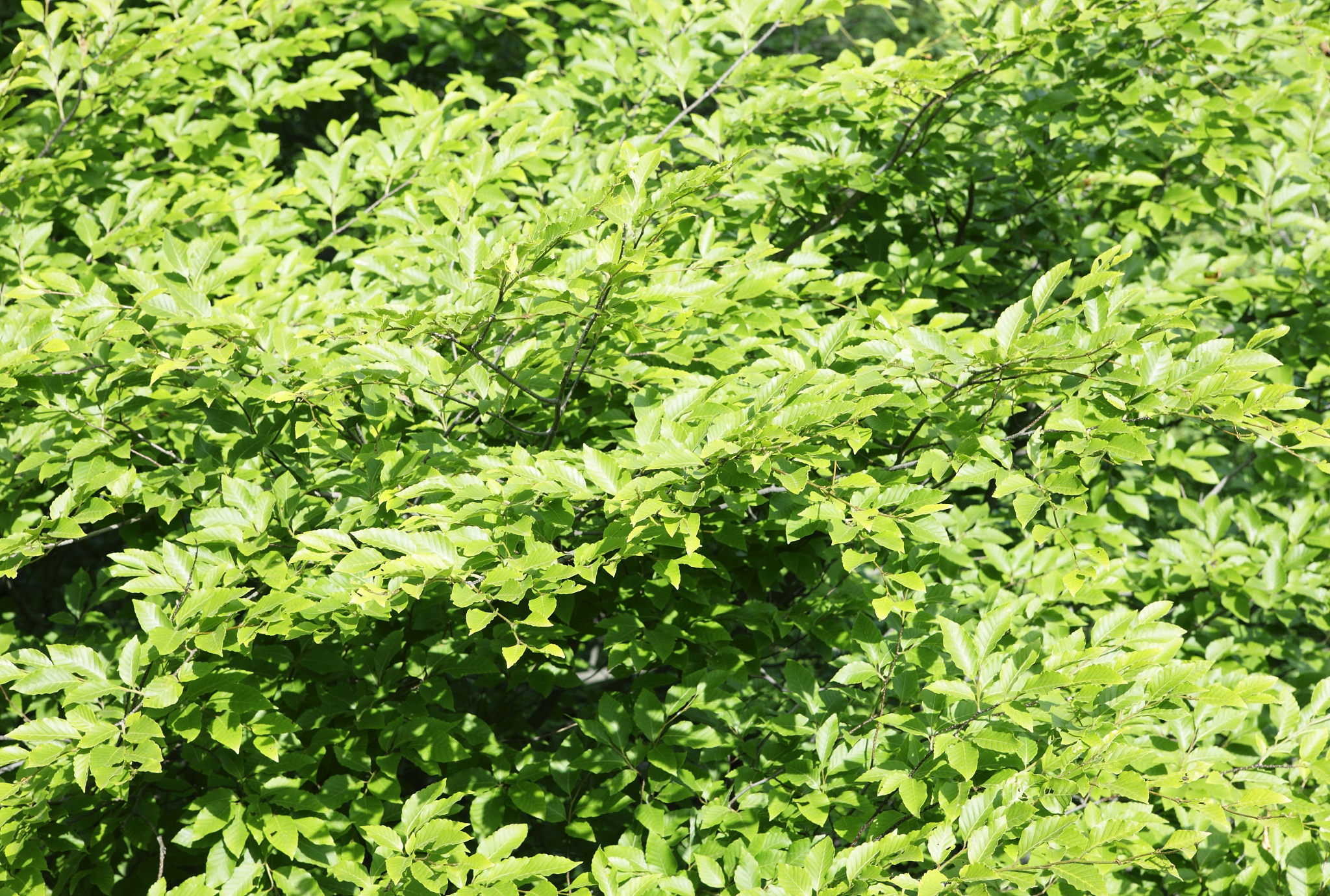 黄连是什么植物?黄连种植海拔要求