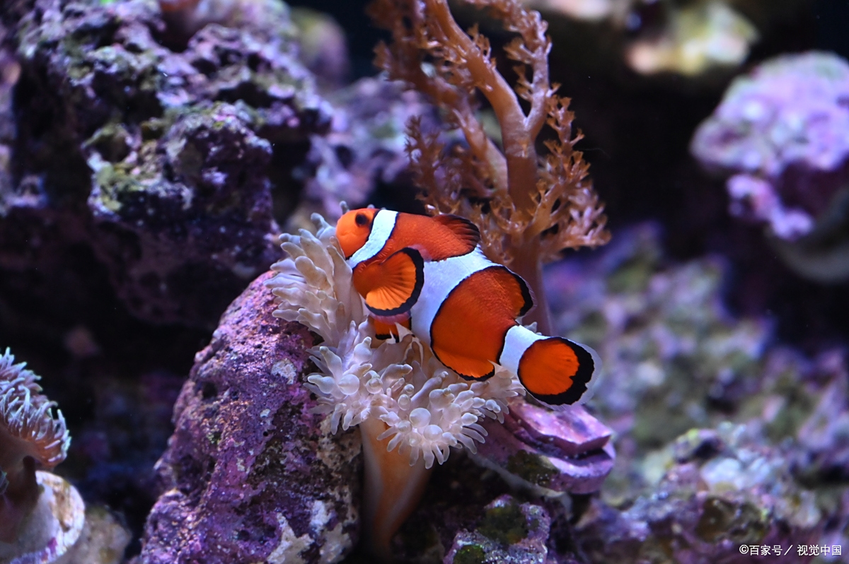 小丑鱼长到10cm需要多少时间?