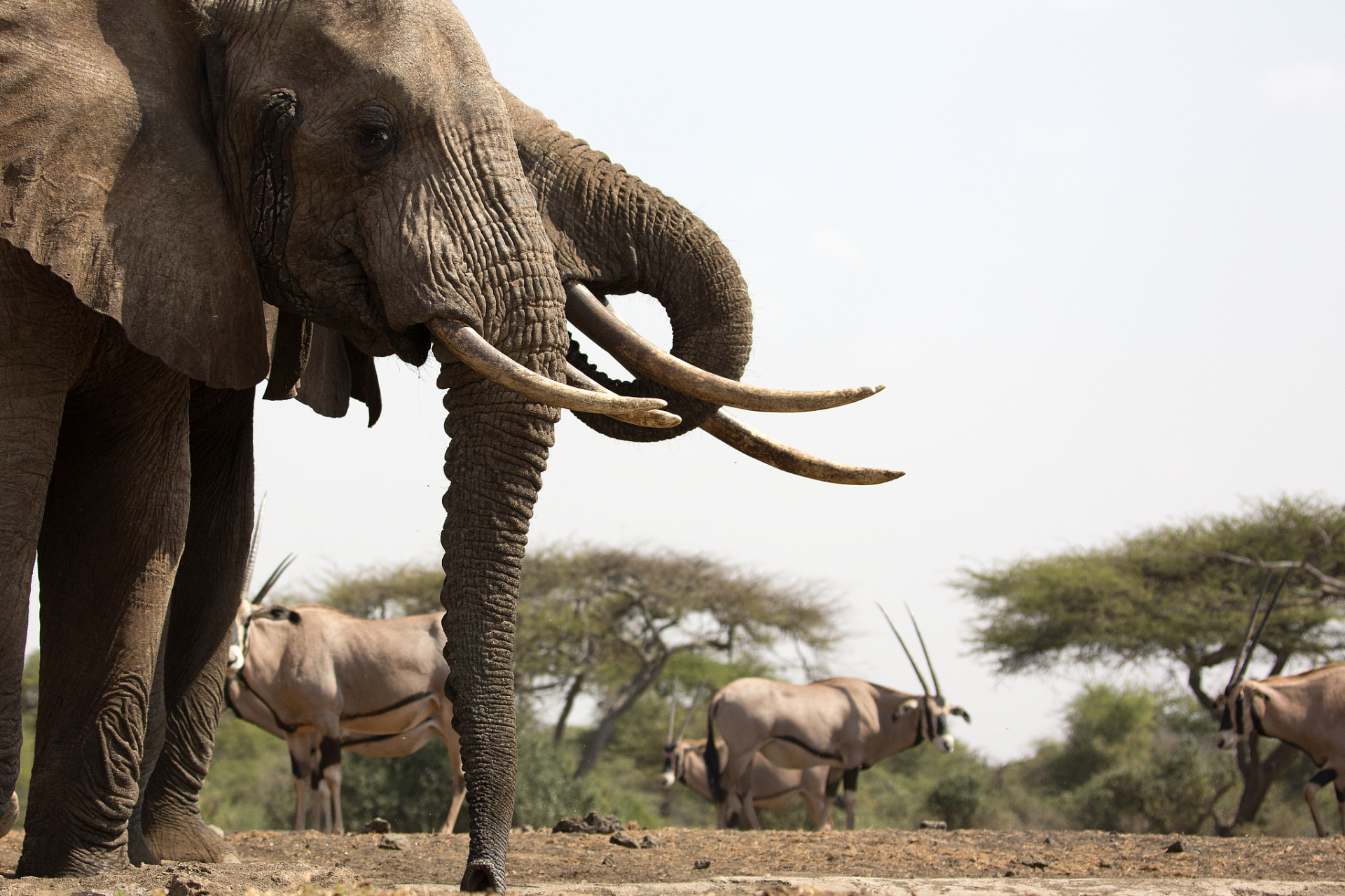 【大象的牙齿可以长到多大?】已知最大的非洲象牙长3.51米(11.