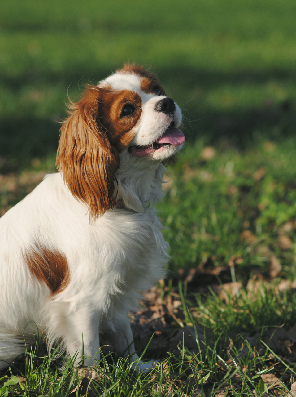 查理士王小猎犬是一种具有独特特点的犬种,其历史可以追溯到15世纪,是