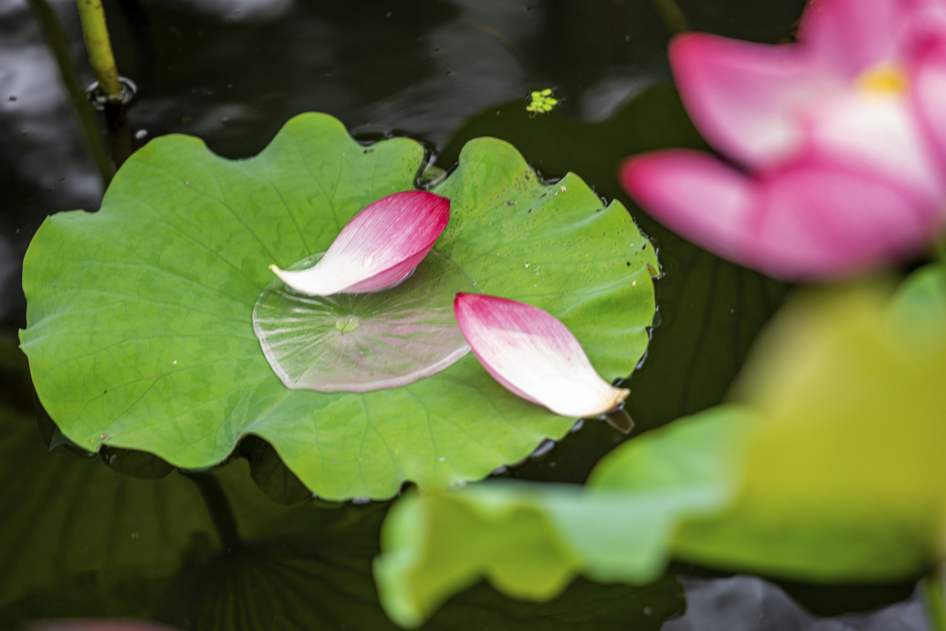 唐代进士崔国辅一首描写思念的小诗,借景抒情,意在言外,余韵悠悠,值得