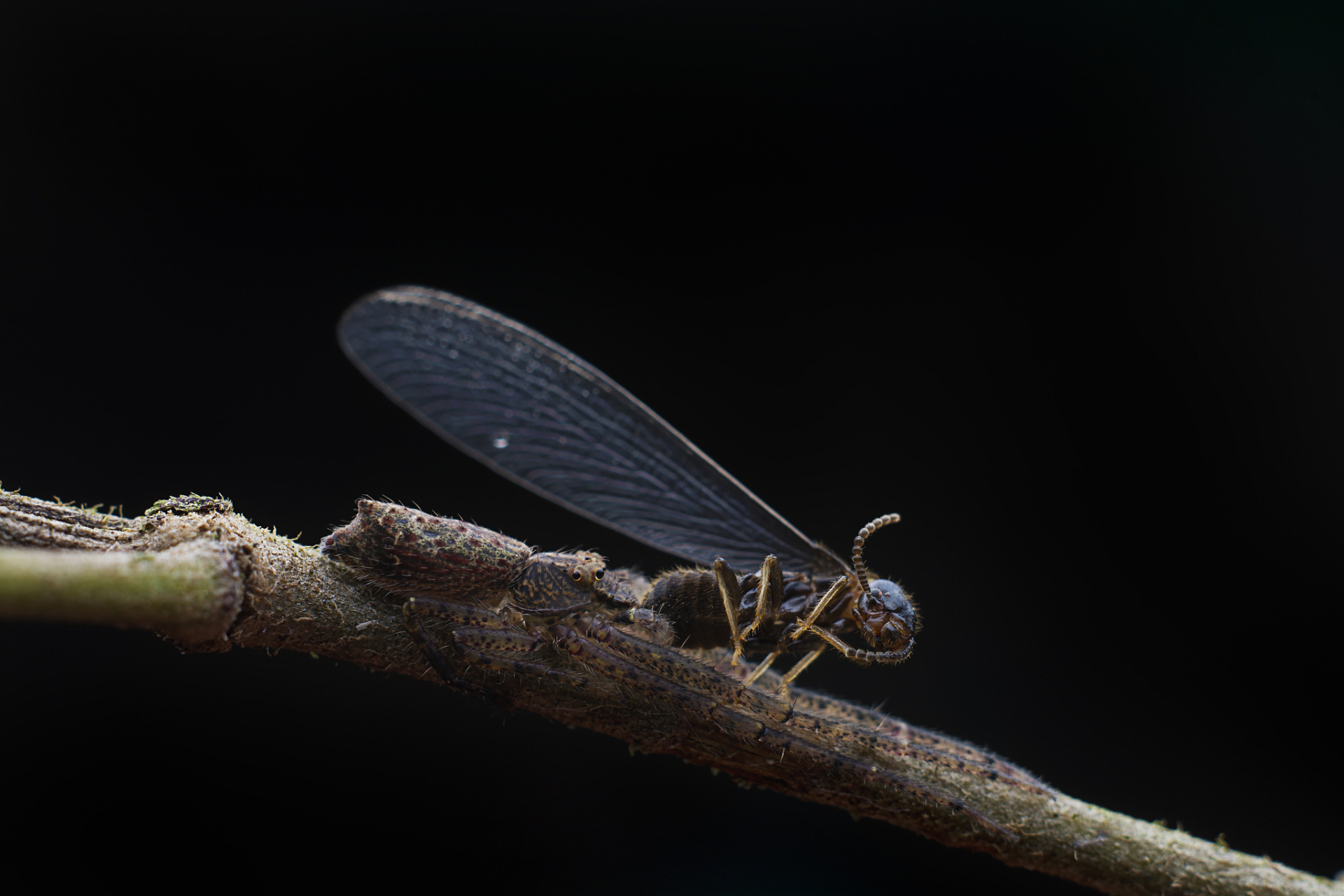 98 因为蜉蝣的寿命只有短短的一天