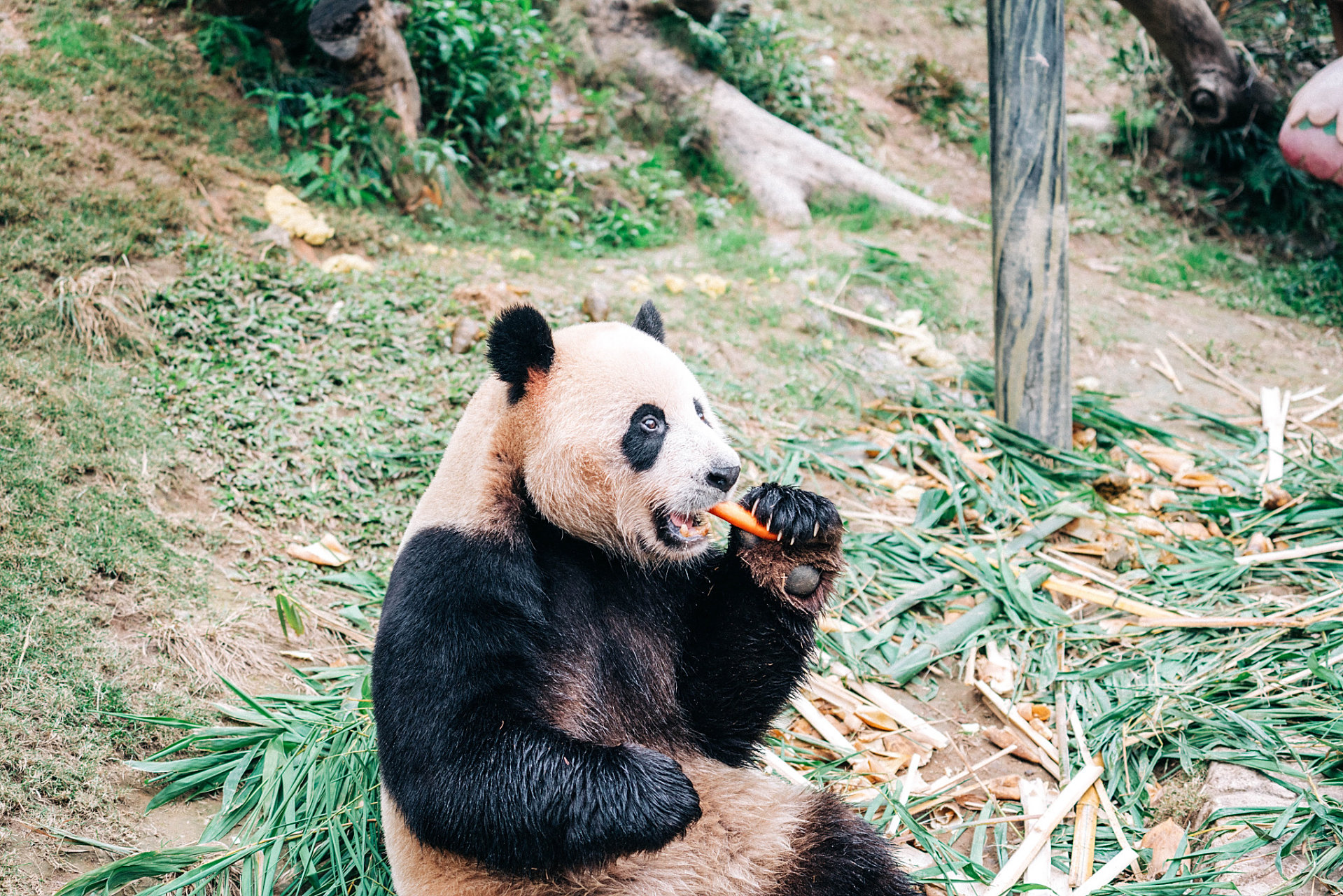 丫丫也养鸟了# 近日,熊猫界的大明星"丫丫"在社交媒体上引起了热殚.