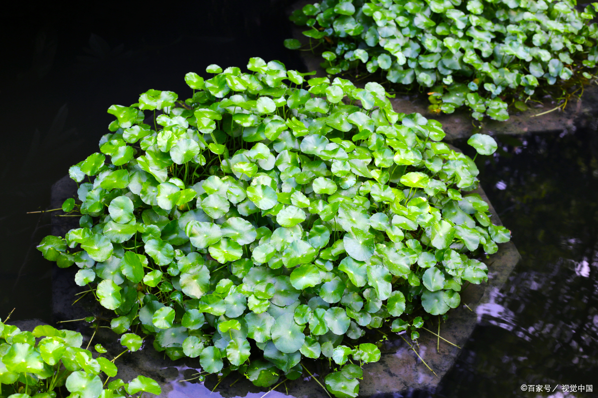 今天,我们将一同探索一种富有创意和自然元素的手工艺——水草泥.