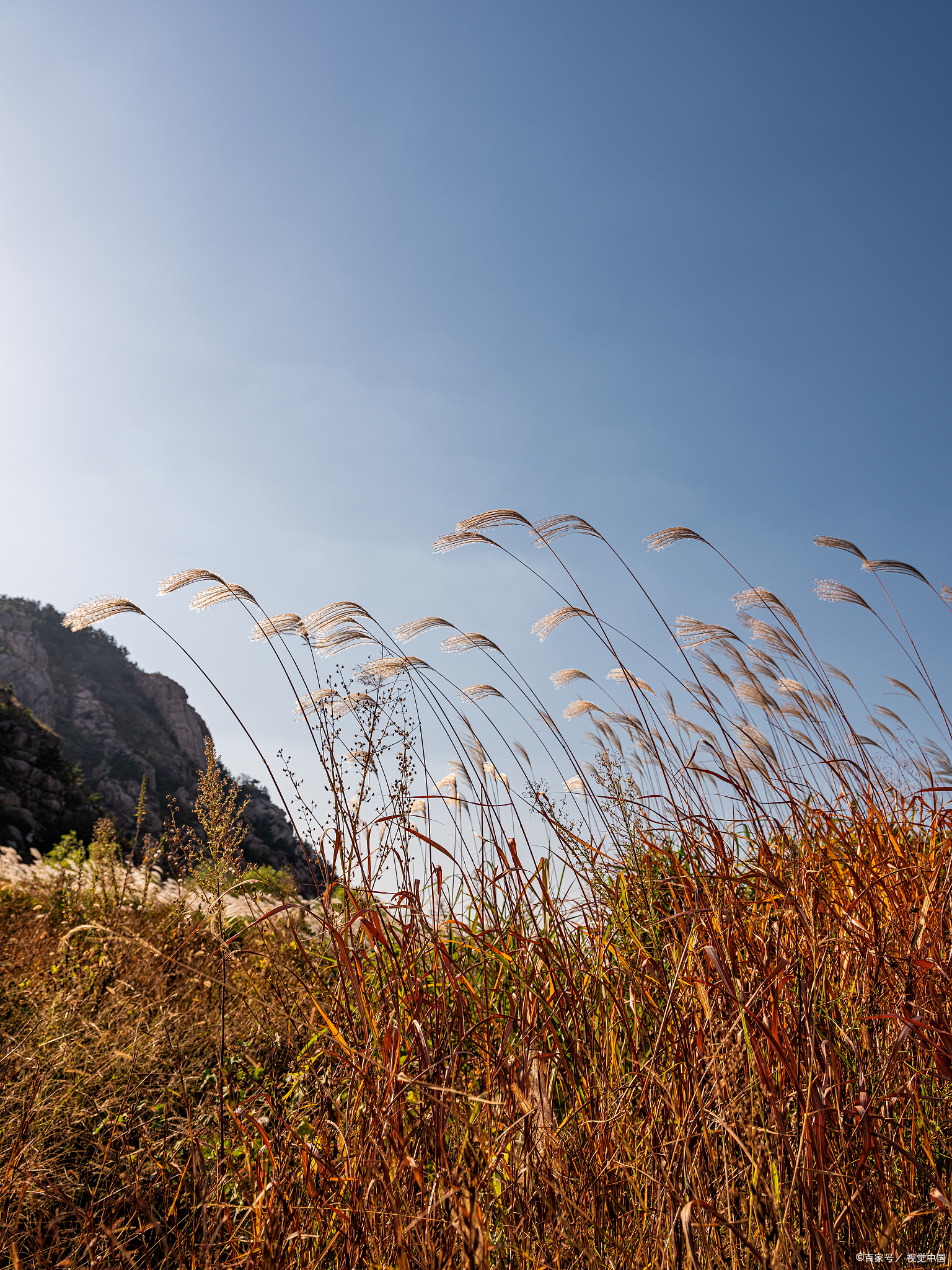 南靖金山镇芦苇海,秋日芦花如雪浪翻滚!