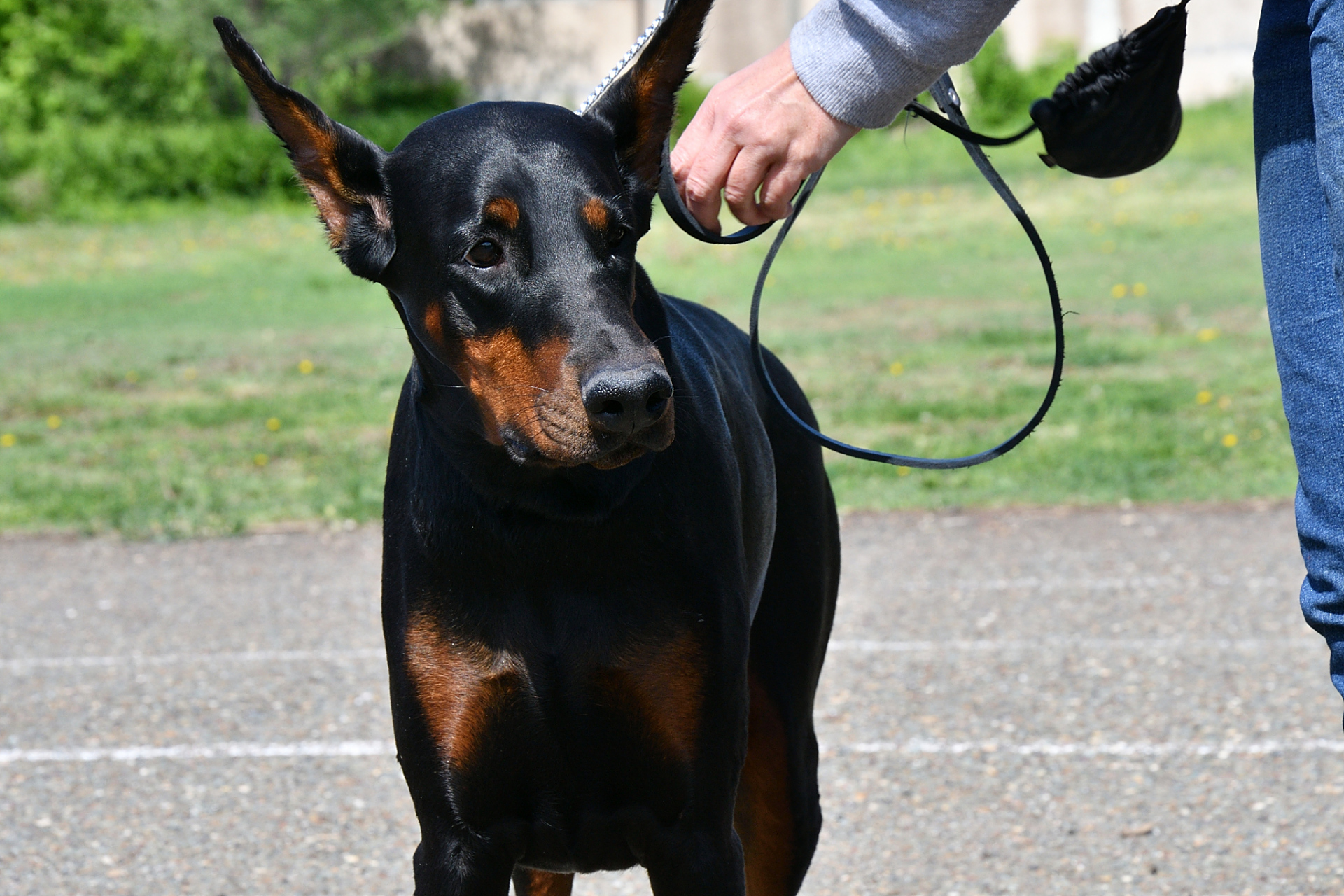 迷你杜宾,这个名字听起来很可爱,但你知道它的起源吗?