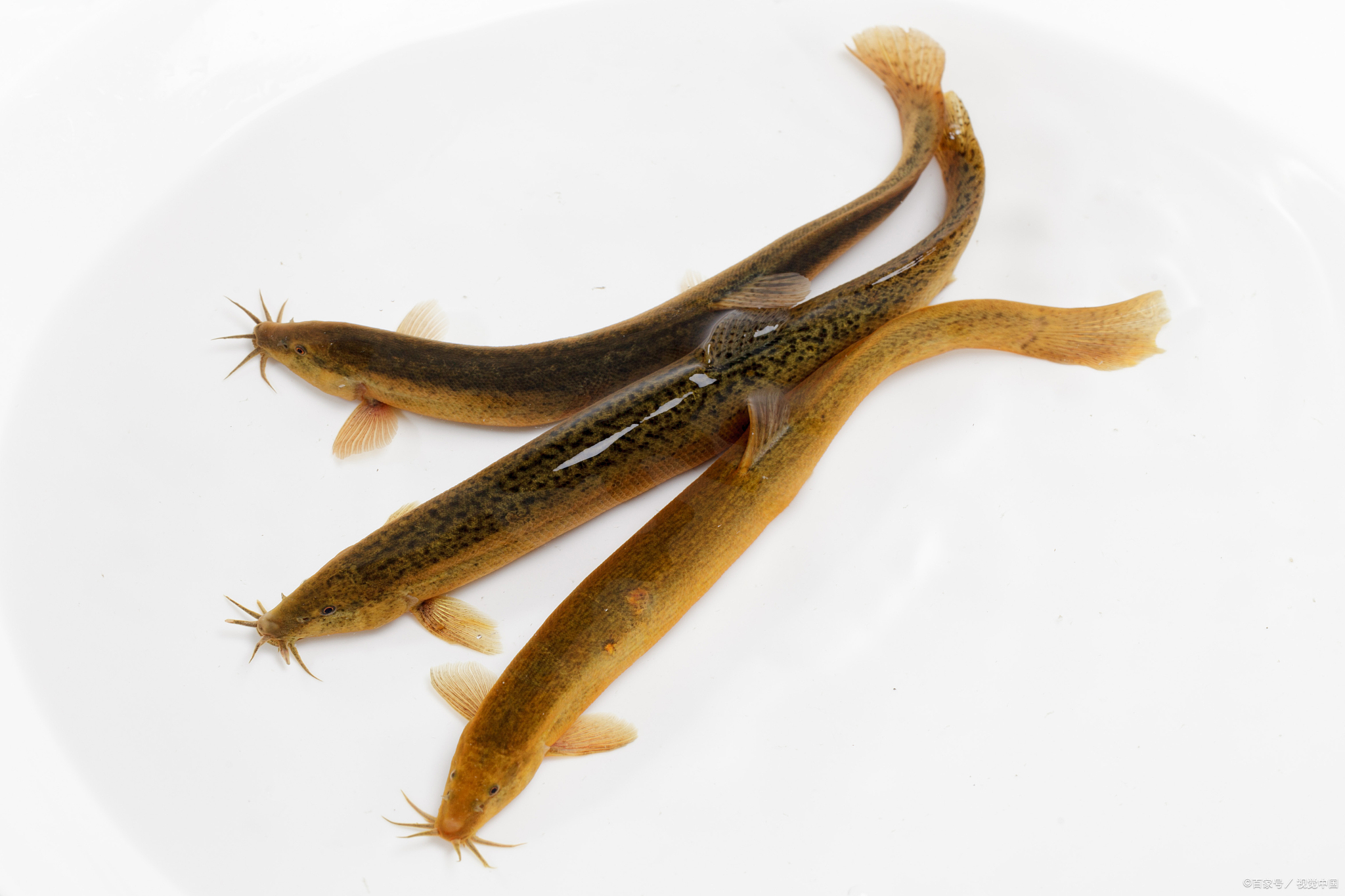 泥鳅吃什么东西才能养活呢