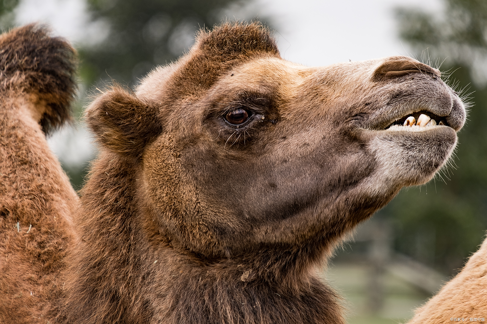骆驼嘴巴吐出的肉球,原来是这个东西,它的用处可真大