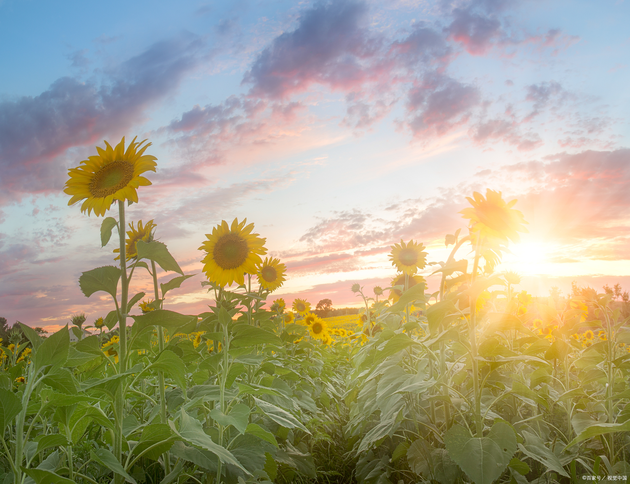 当这张泛黄的老照片映入眼帘,牟永大家人的泪水不禁夺眶而出