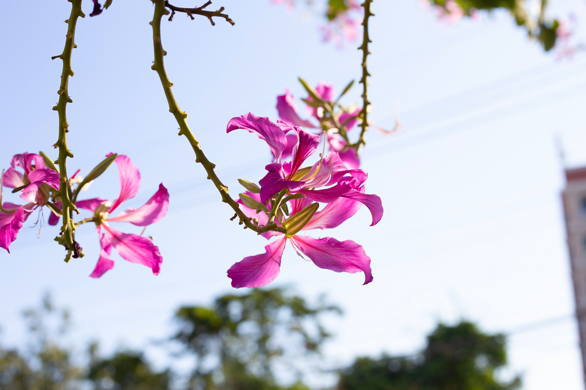 花"为主题的四川青川唐家河紫荆花节在唐家河国家级自然保护区开幕
