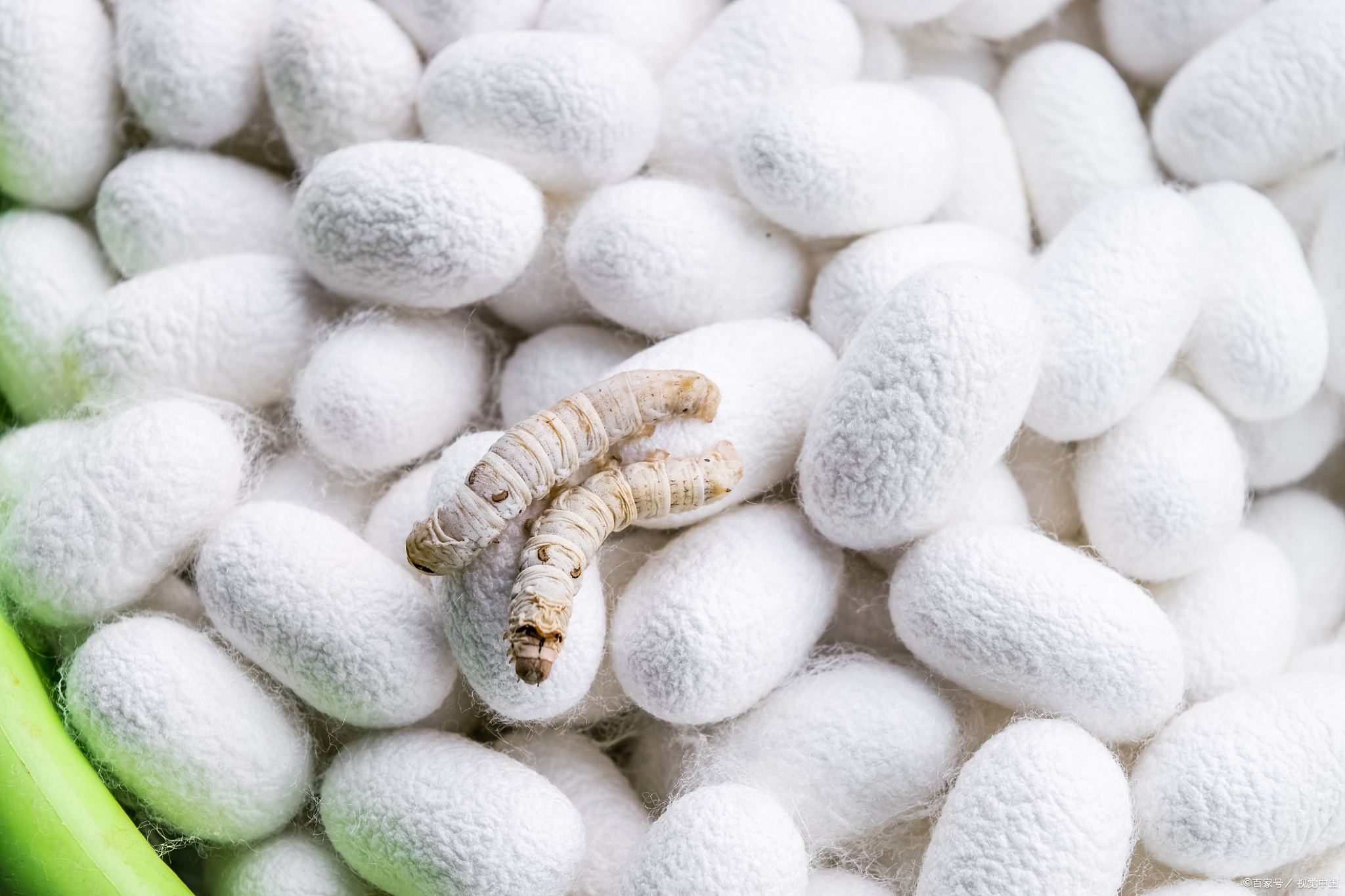 蚕茧是蚕蛾幼虫结茧织就的丝绸"茧",就像一颗颗晶莹剔透的珍珠