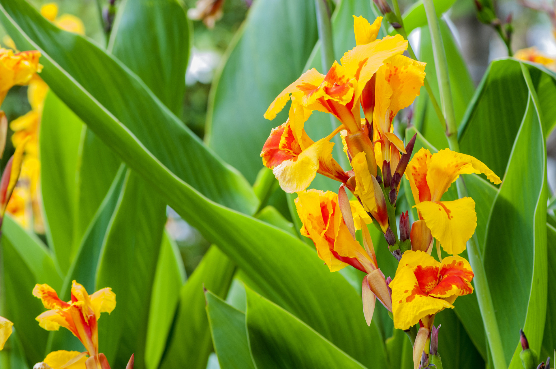 金脉美人蕉#植物# #植物寓意小百科# #室内植物# #我的植物朋友# #养
