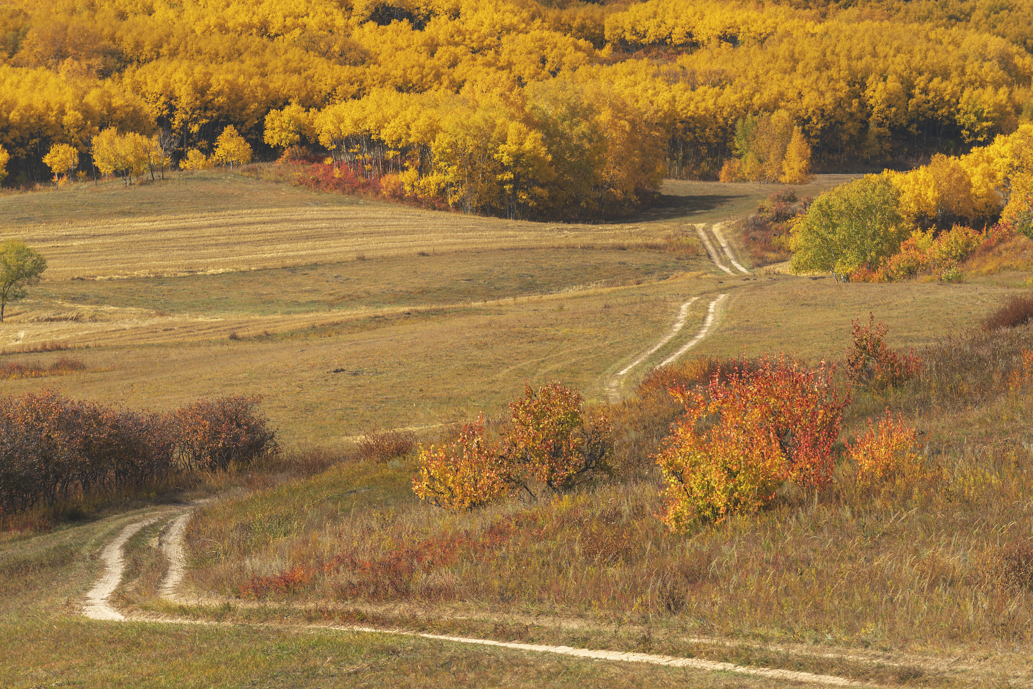 第一站:9月下旬的坝上草郧锾斓 塞罕坝高清图片塞