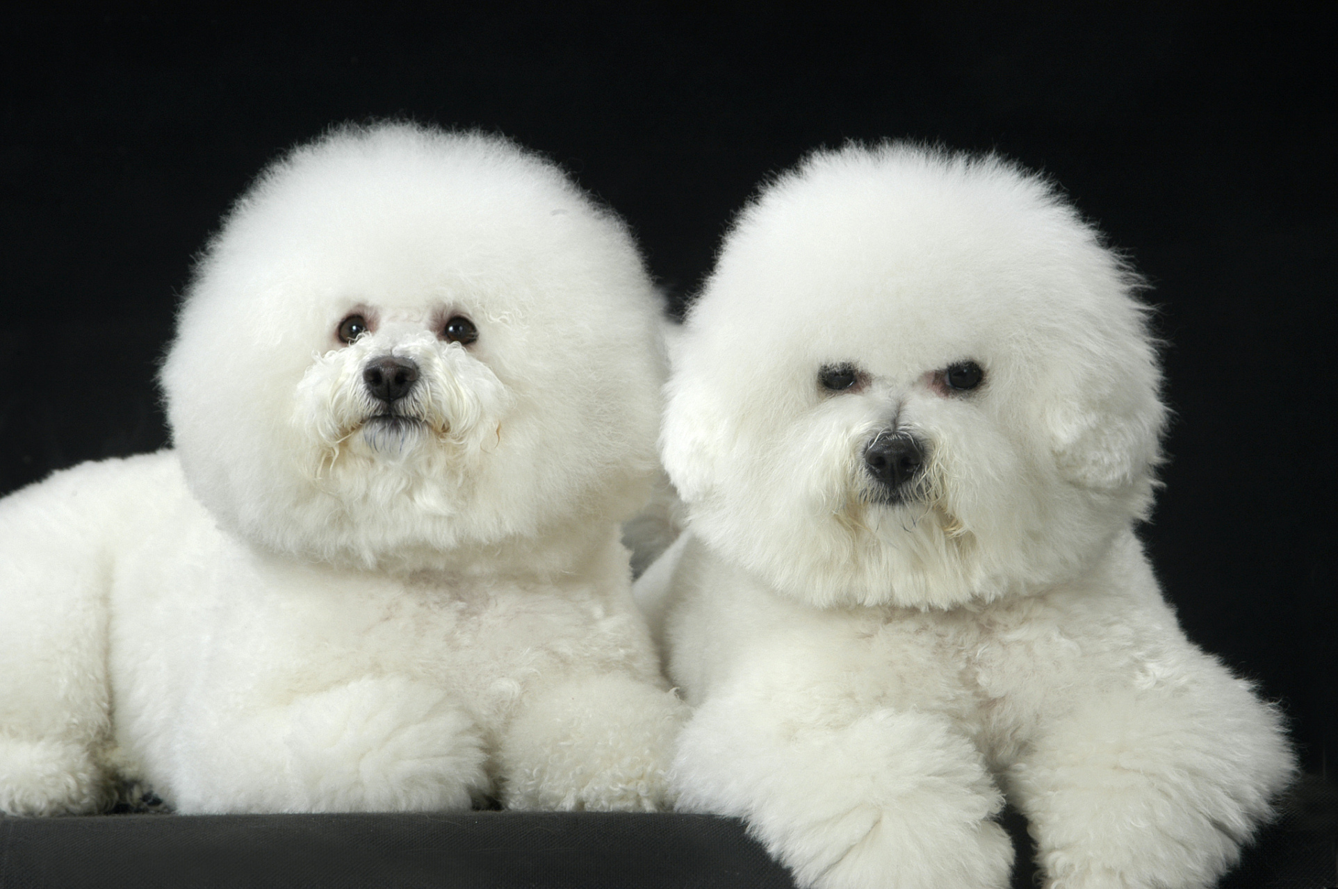 比熊的毛色雪白雪白,像一团绒球一样柔软.