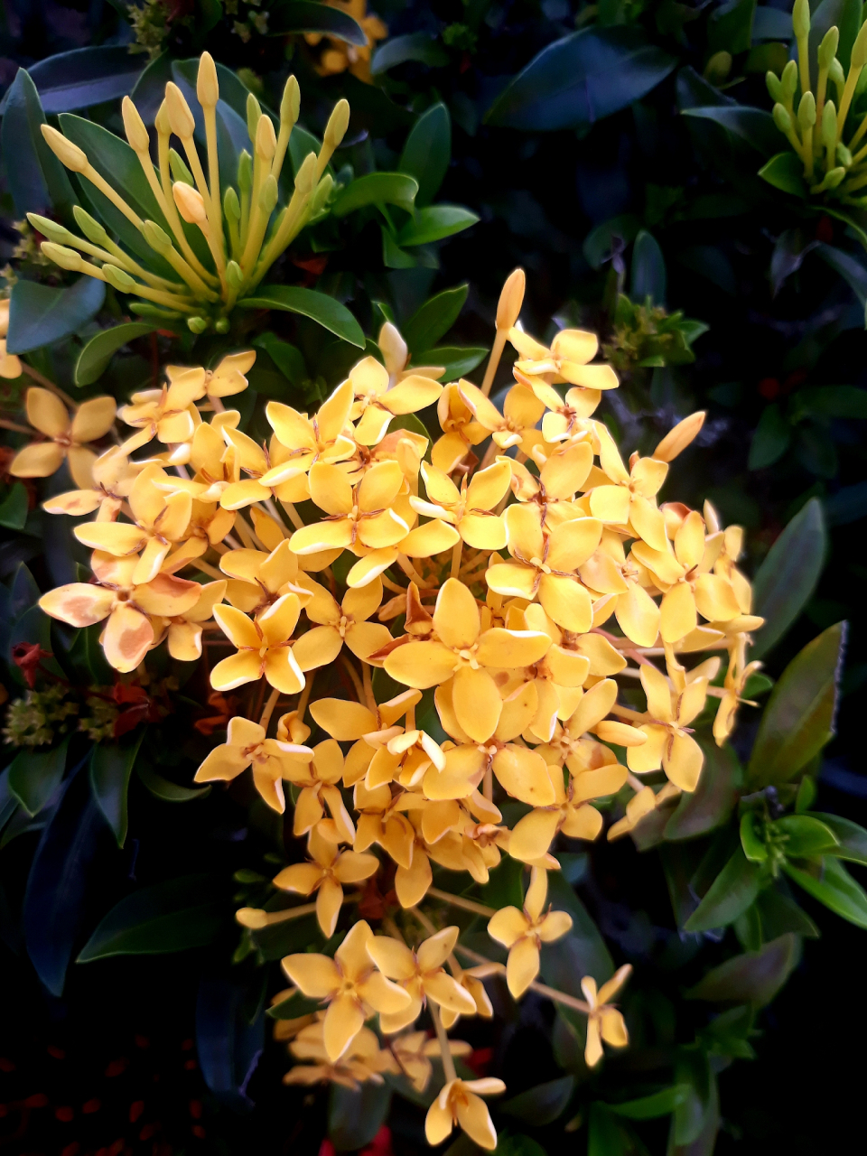 橙黄瑞香下山桩怎么养才能活?