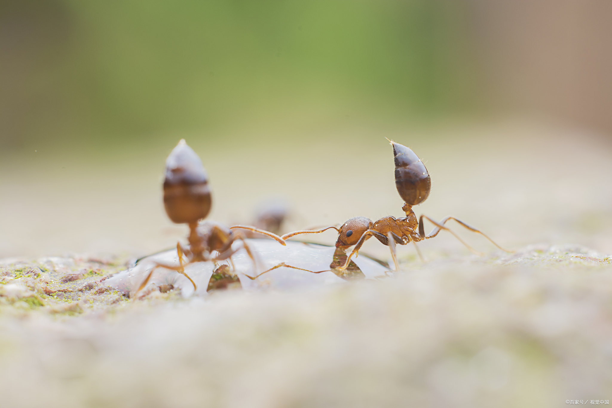 嘿小伙伴们,今天咱们来聊聊一个既微小又充满生命力的小家伙