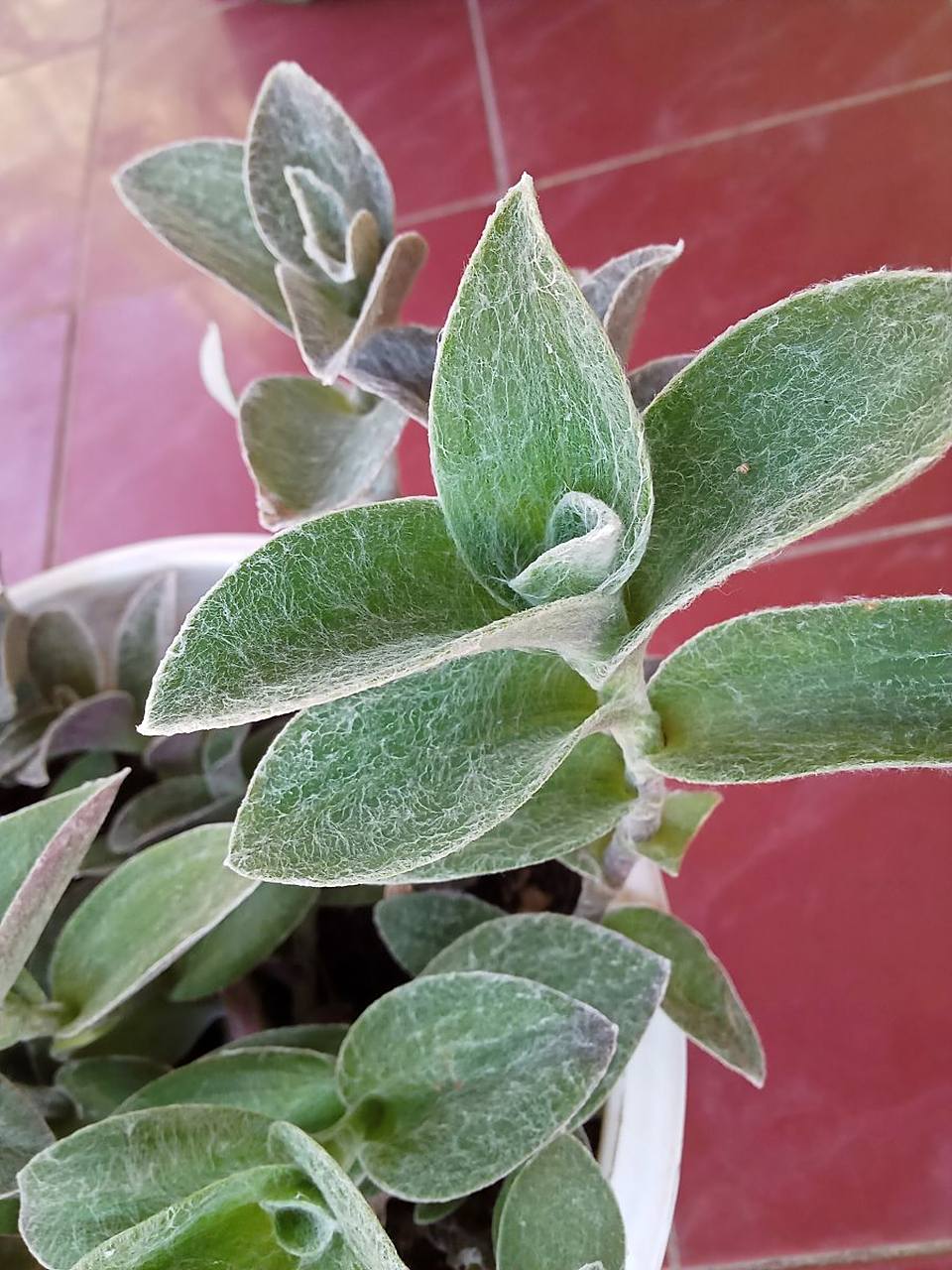 在养殖白脉椒草时,需要注意以下几点.  首先,选择合适的种子和土壤.