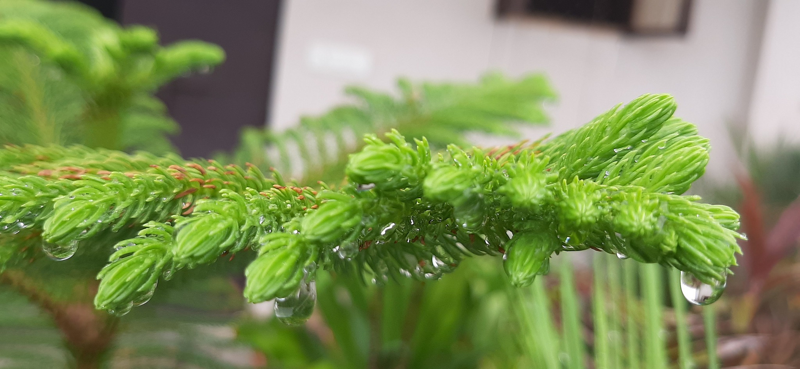 含羞草"害羞"(即叶子闭合)的原因在于其叶片和叶柄基部的一种特殊