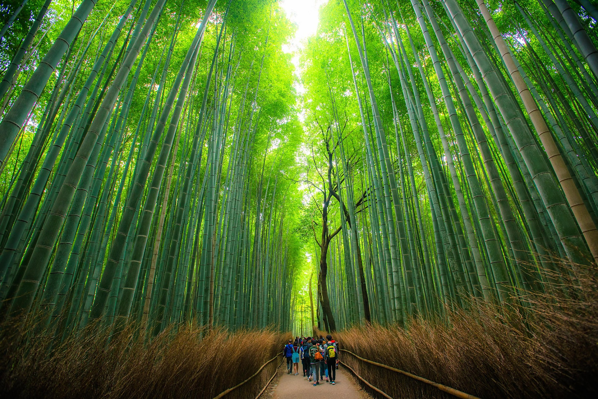 #亚运fun体验#  杭州亚运会即将开幕,安吉中国大竹海将成为参赛选手和