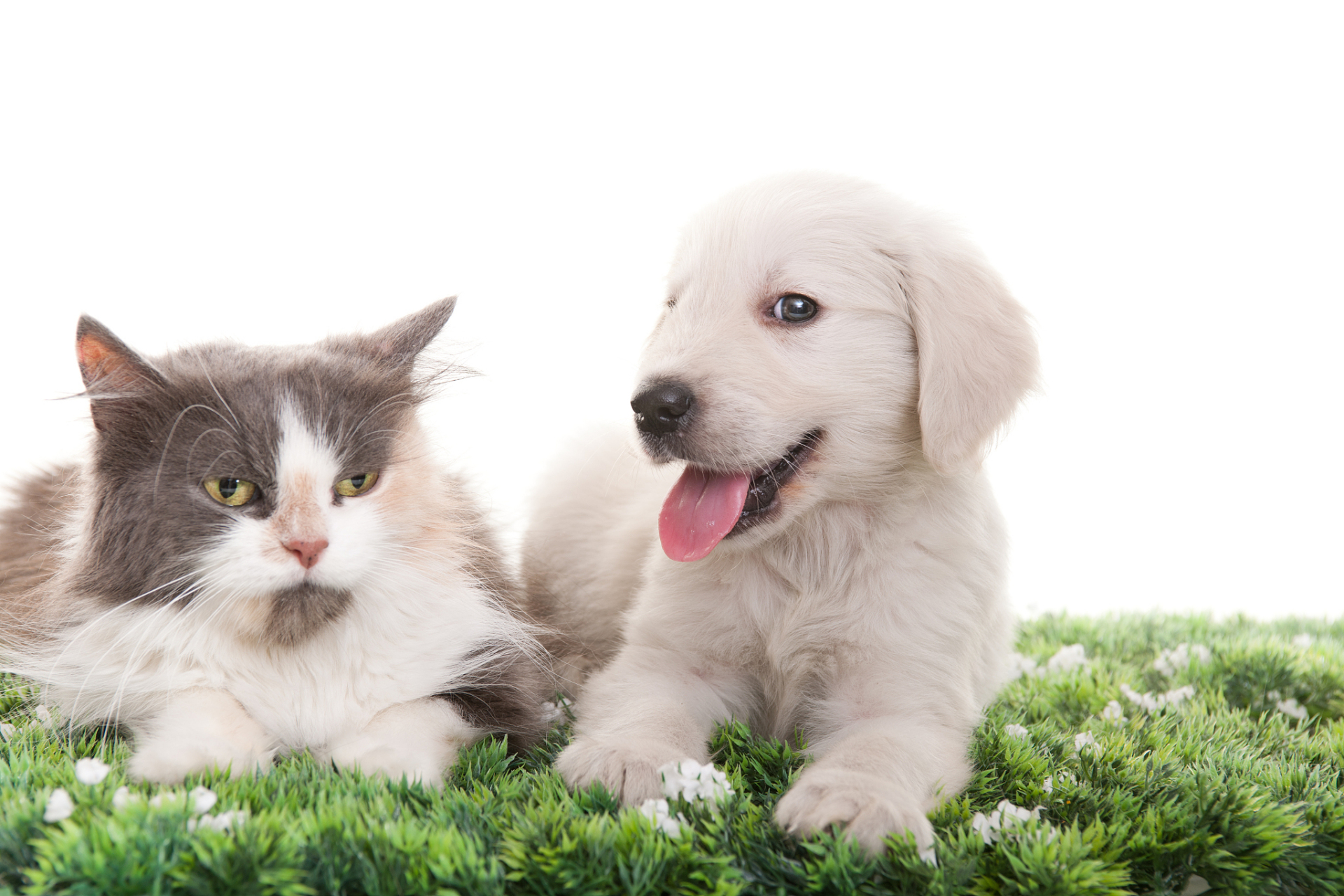 小狗小猫那么可爱你知道是为什么吗? 1.