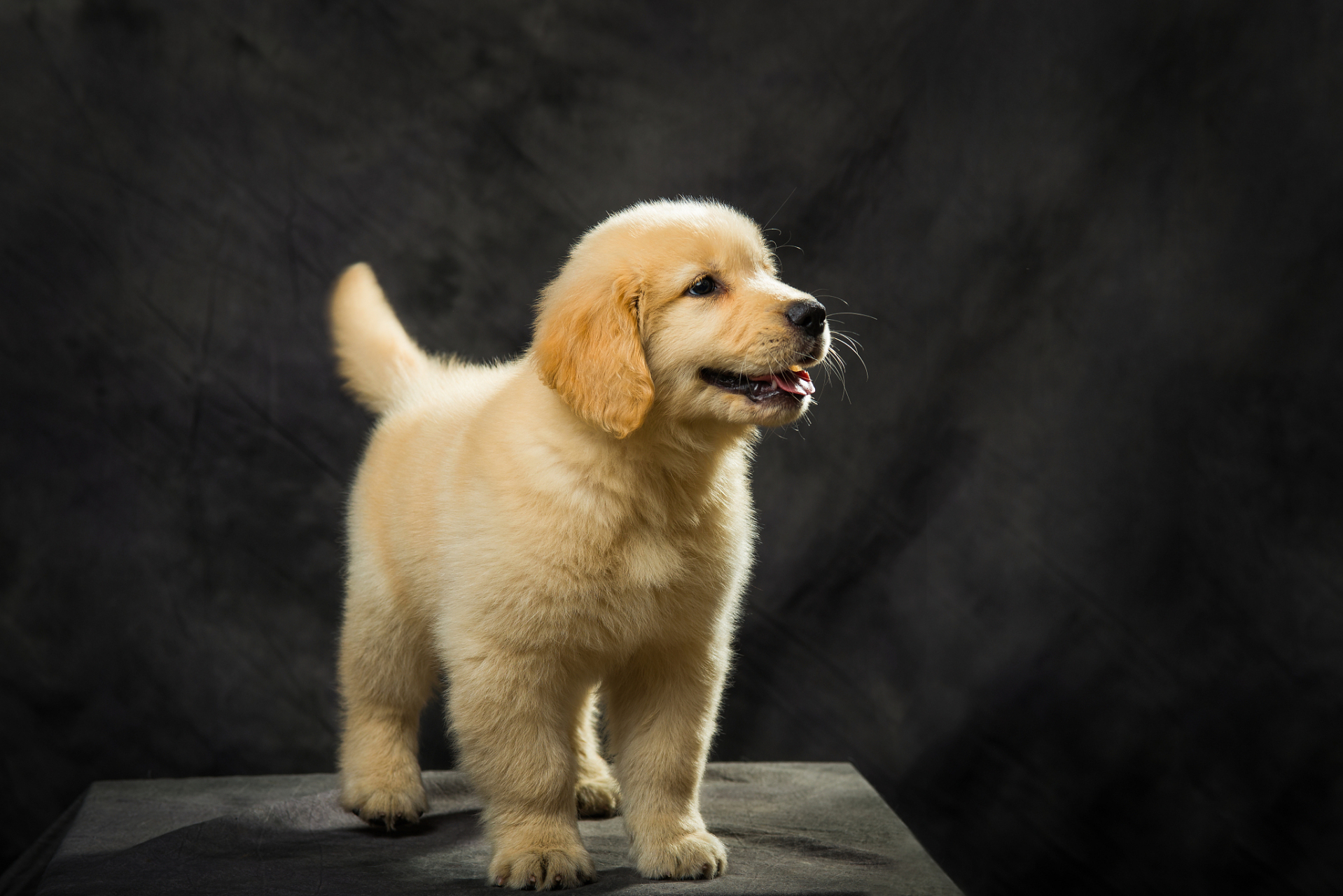 它们的金色毛发柔软而浓密,为它们增添了几分高贵的气质.