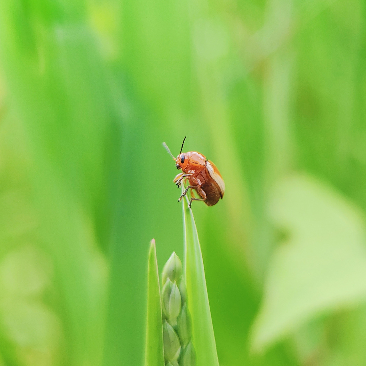这种现象往往令人困扰.[原文:为什么小飞虫总