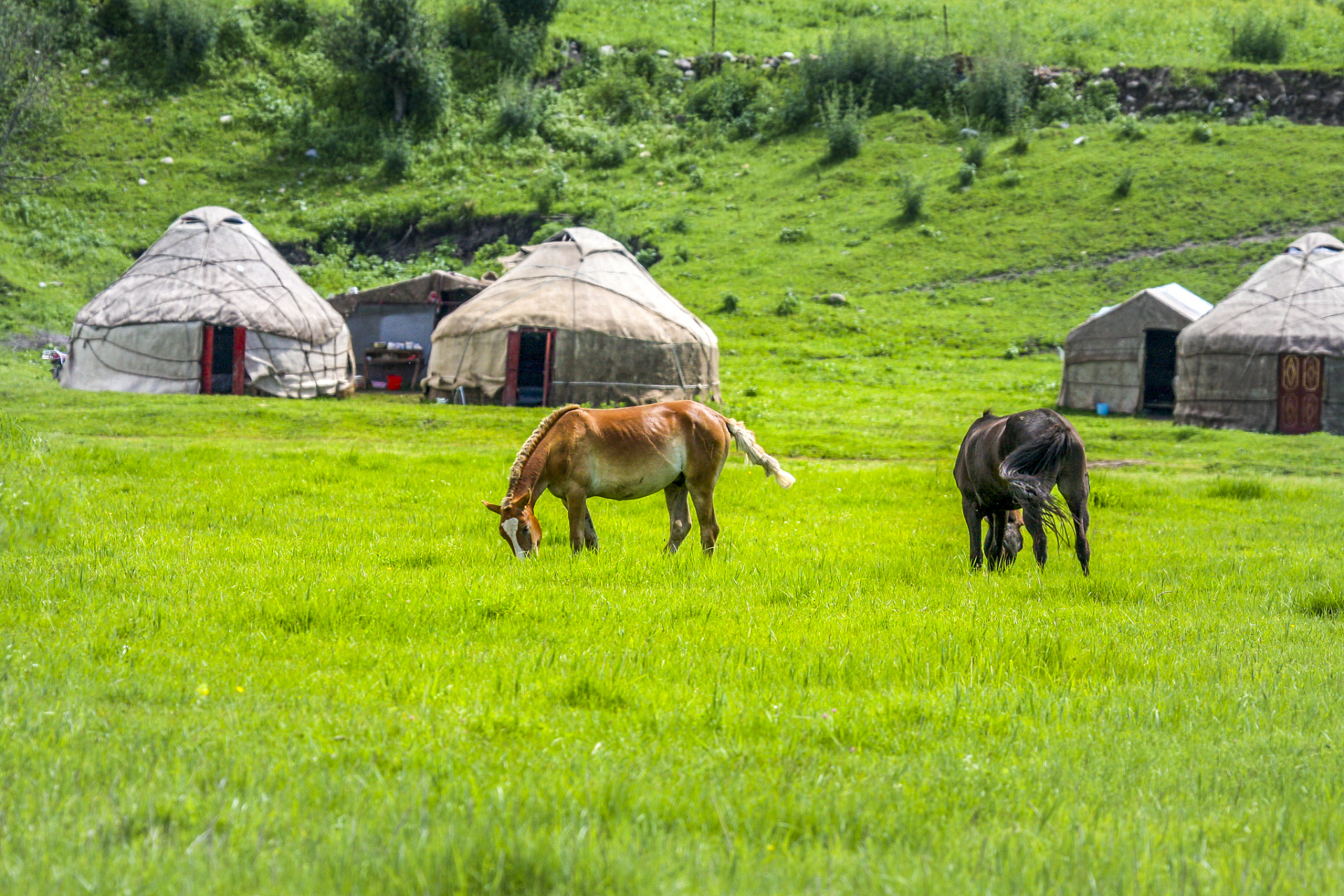 哈萨克草原是一个广袤而美丽的草原,位于哈萨克斯坦的中部和东部.