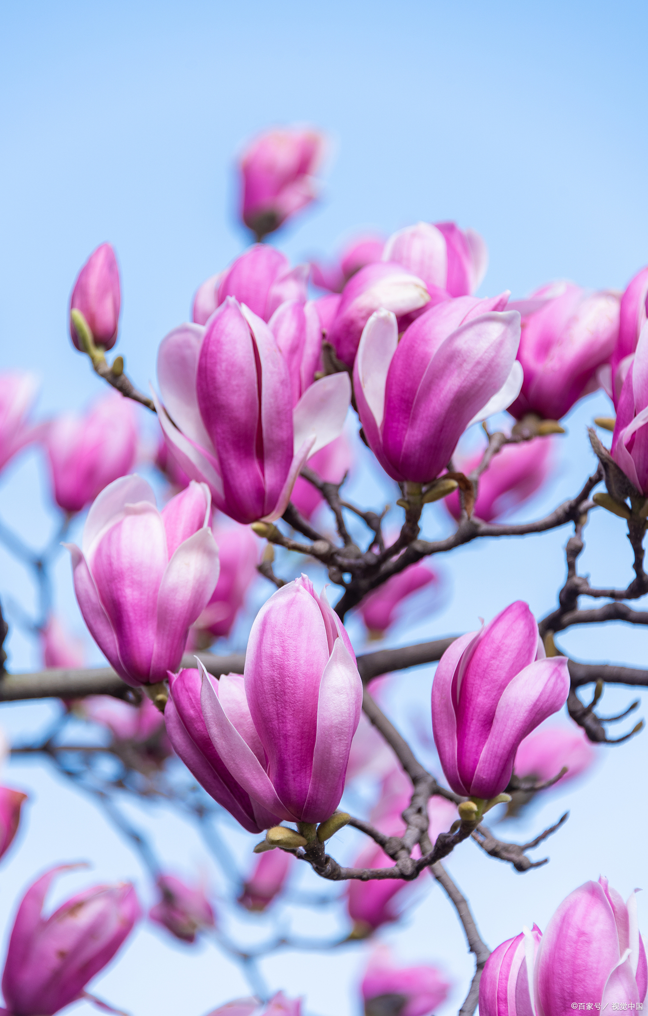 10种开在春天的花树,因"开花太美"走红,满树烂漫,非常漂亮