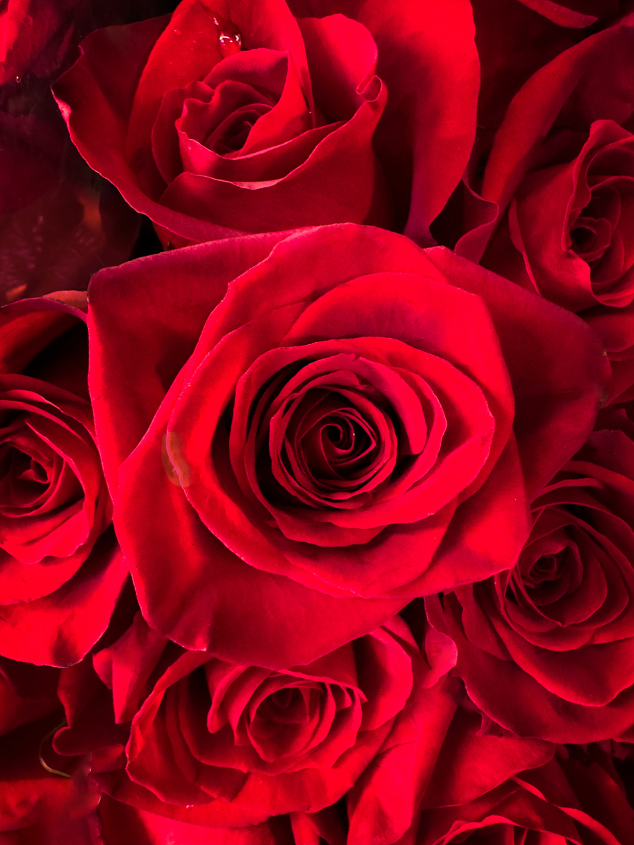 乌鲁木齐玫瑰:城市之魅