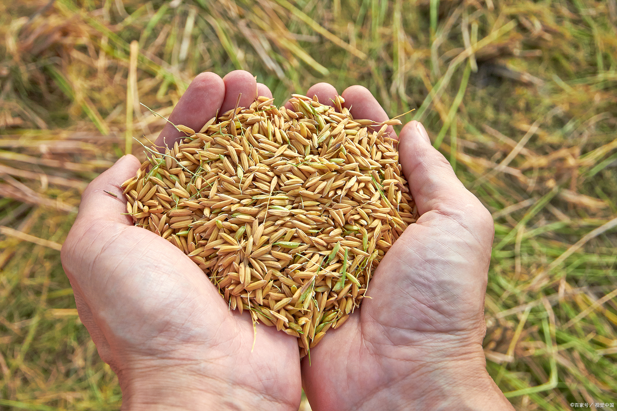 为农民吃下定心丸国家再次调高稻谷最低收购价背后深意有哪些