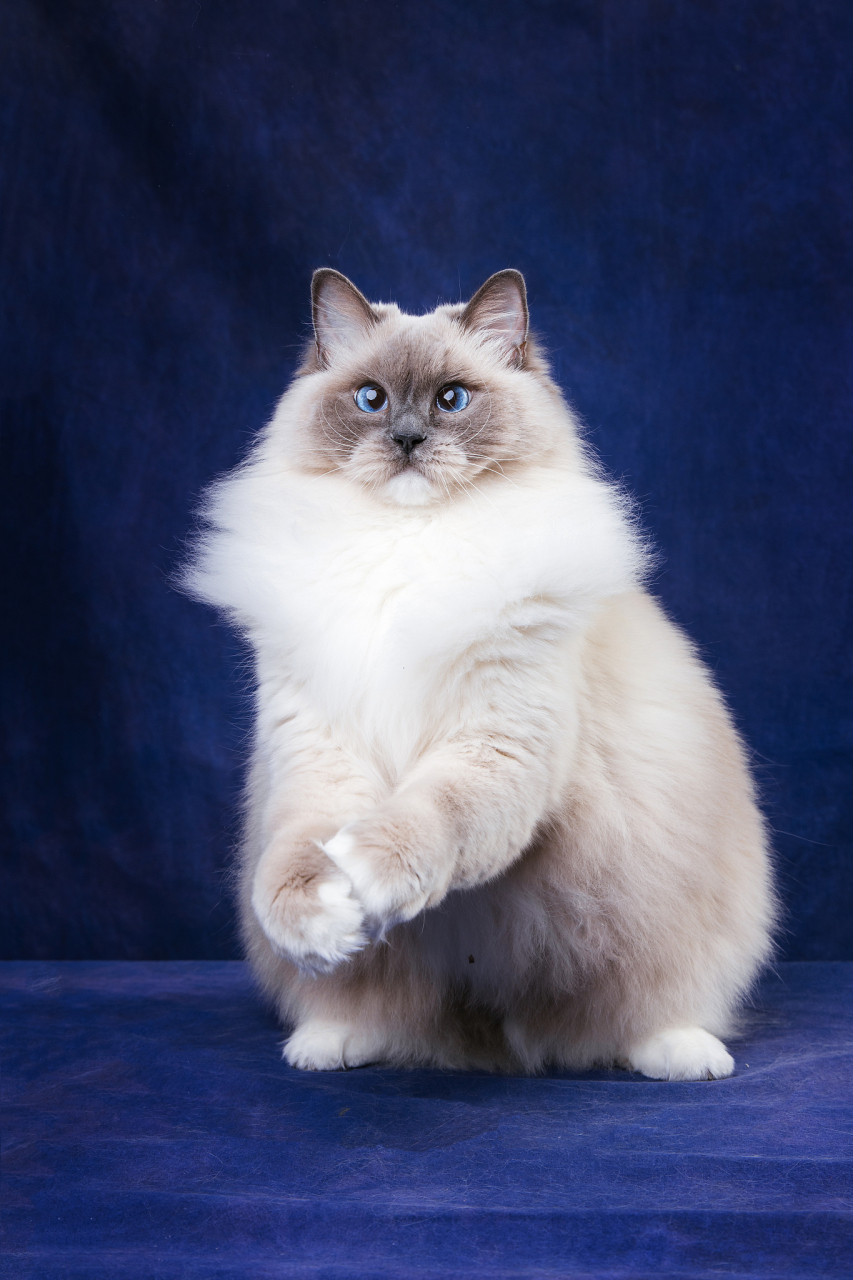 布偶猫,作为一种猫咪品种,以其温顺,友善和亲近人的性格而闻名.